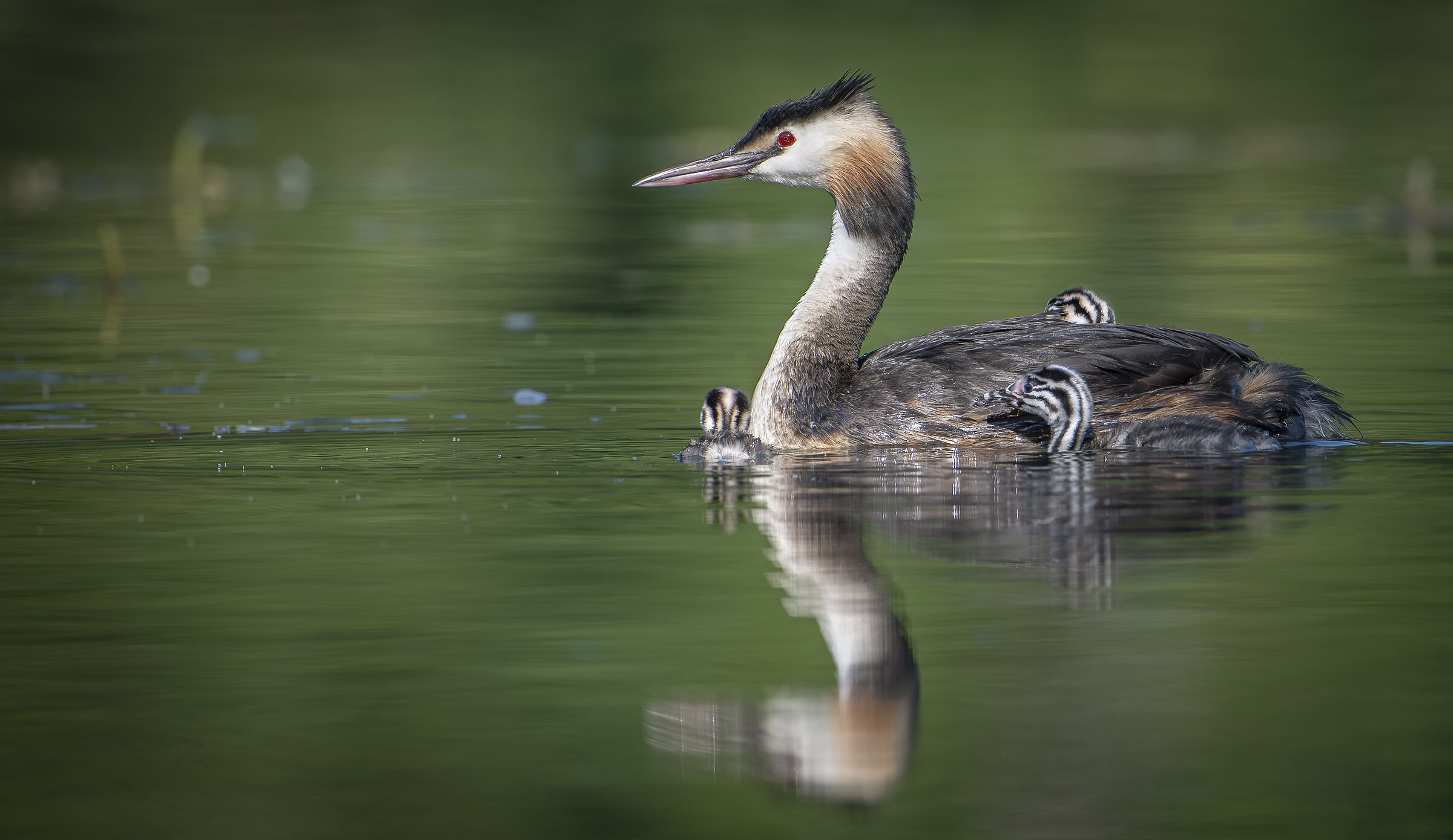 Grebes