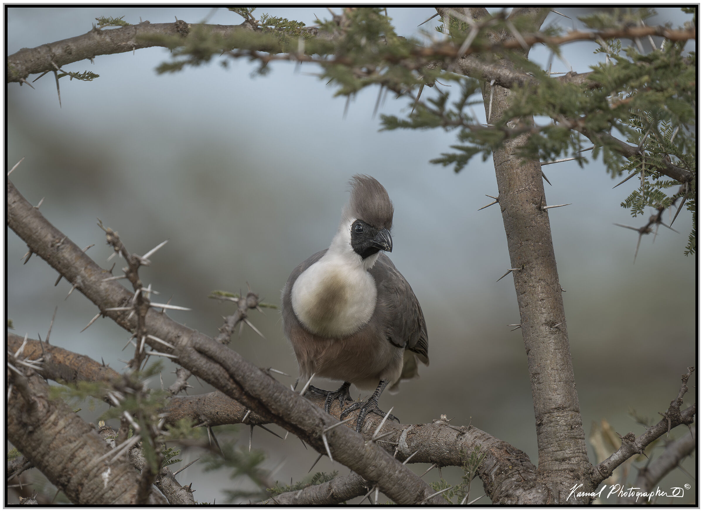 Nude-faced Turaco (Corythaixoides personatus)
