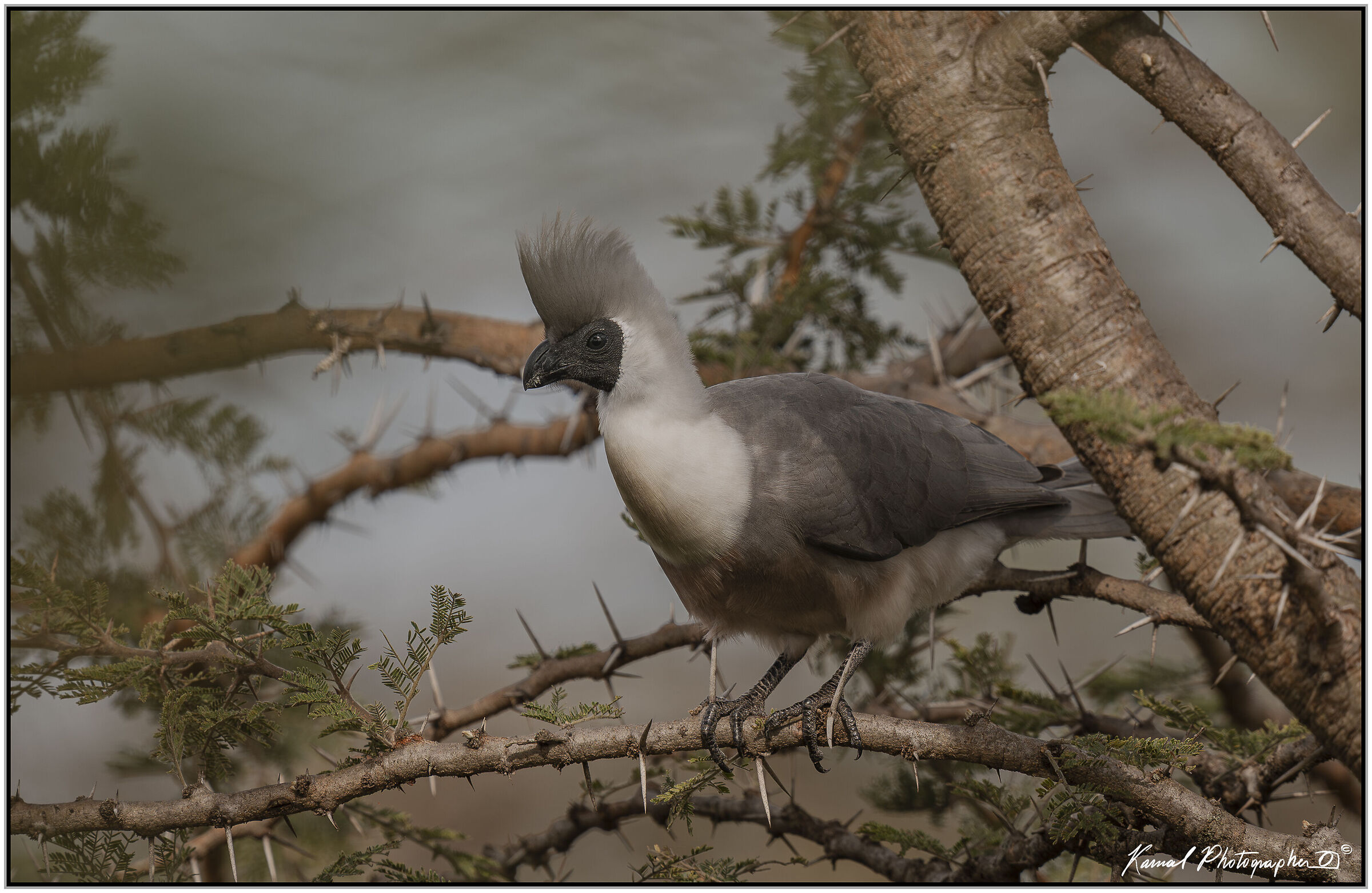 Nude-faced Turaco (Corythaixoides personatus)