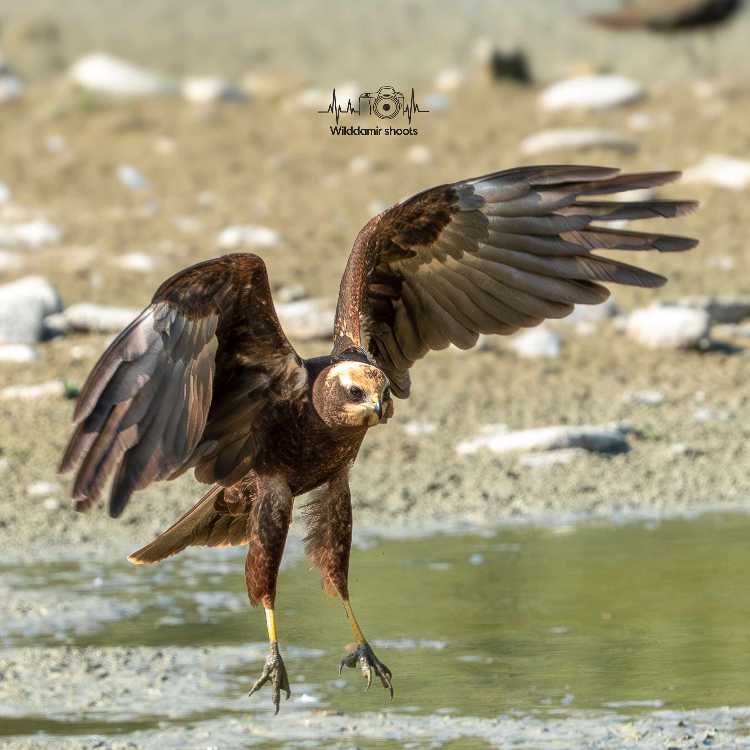 Marsh Harrier