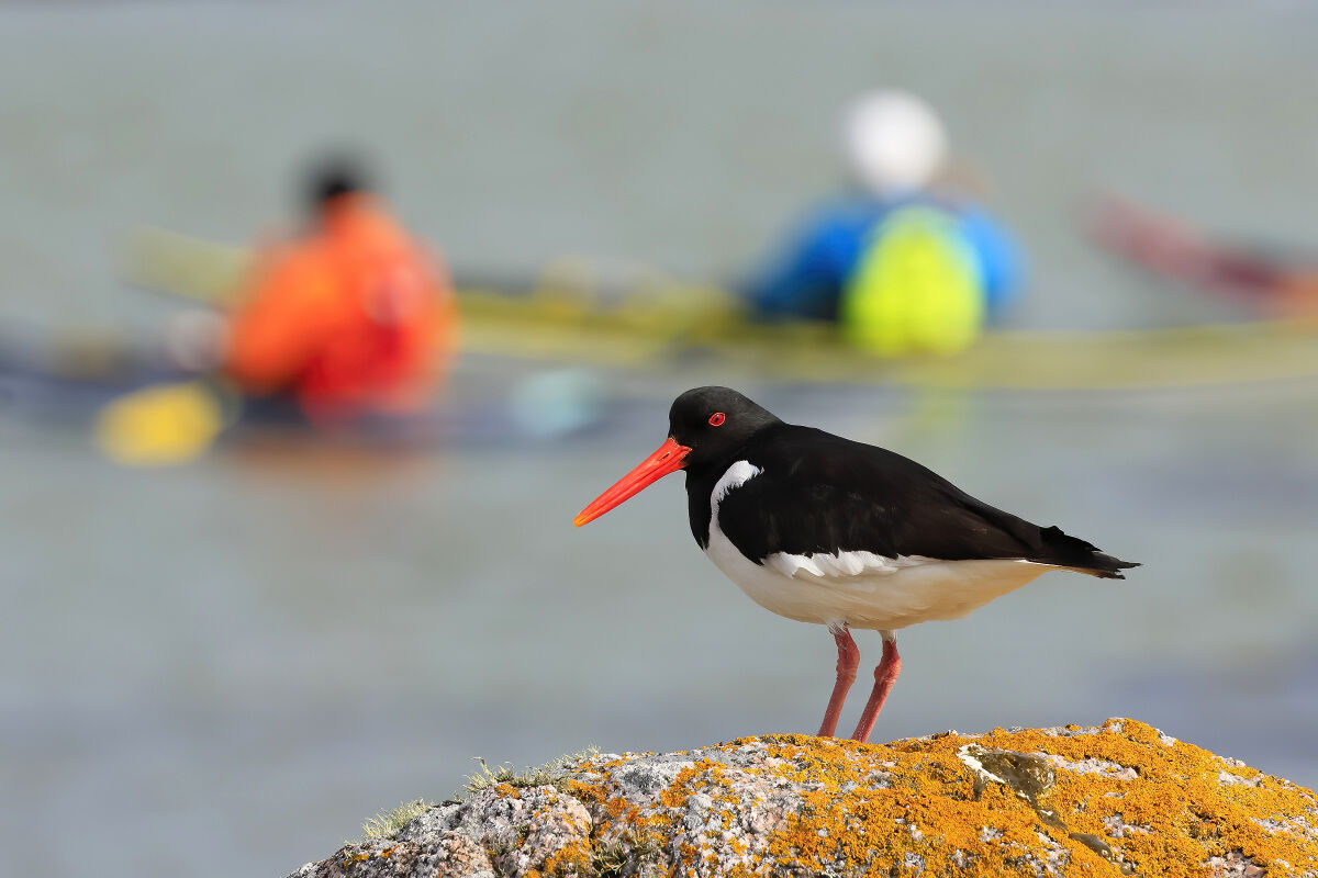 Oystercatcher