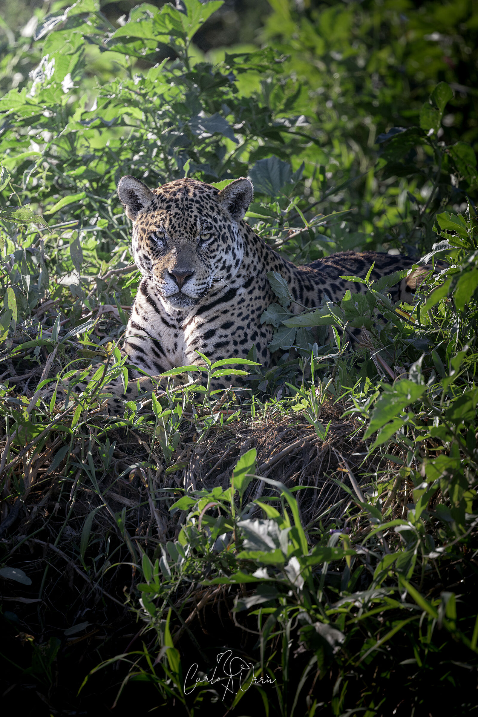 Il re del pantanal