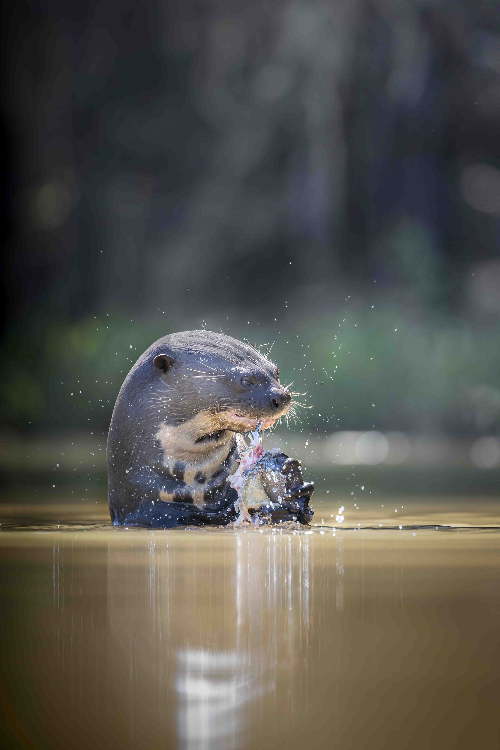 Lontra gigante