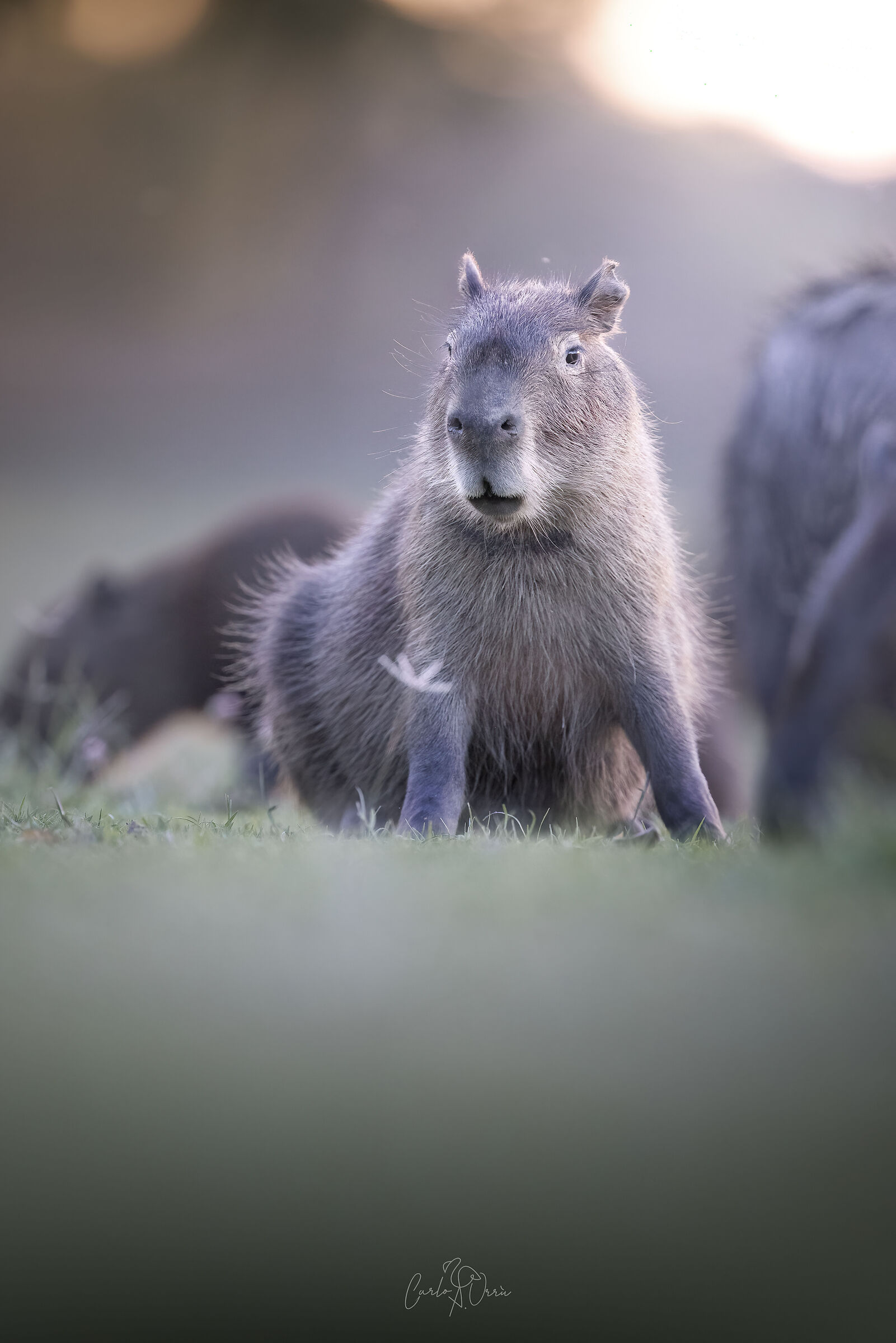 Capibara