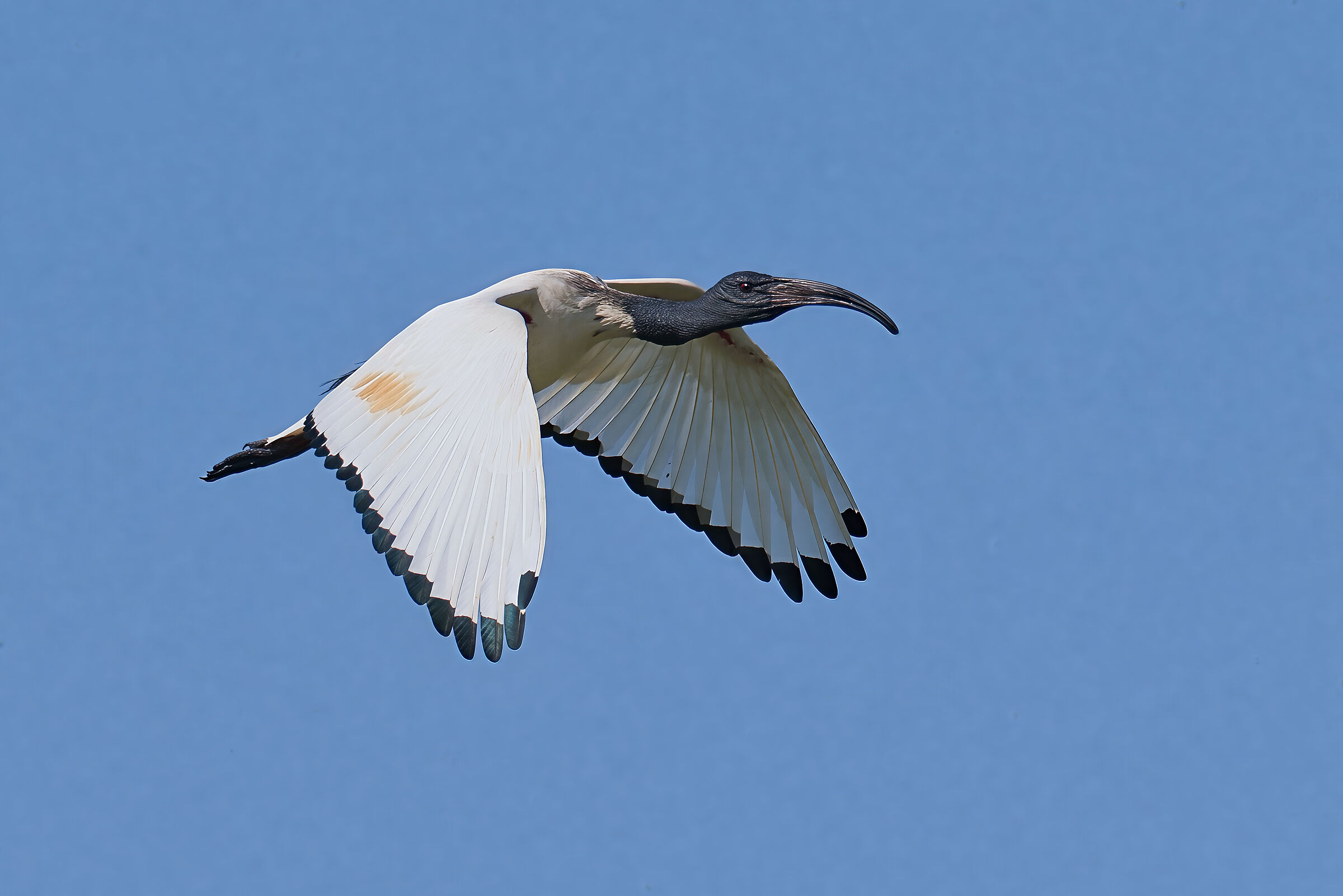 Ibis sacro 3