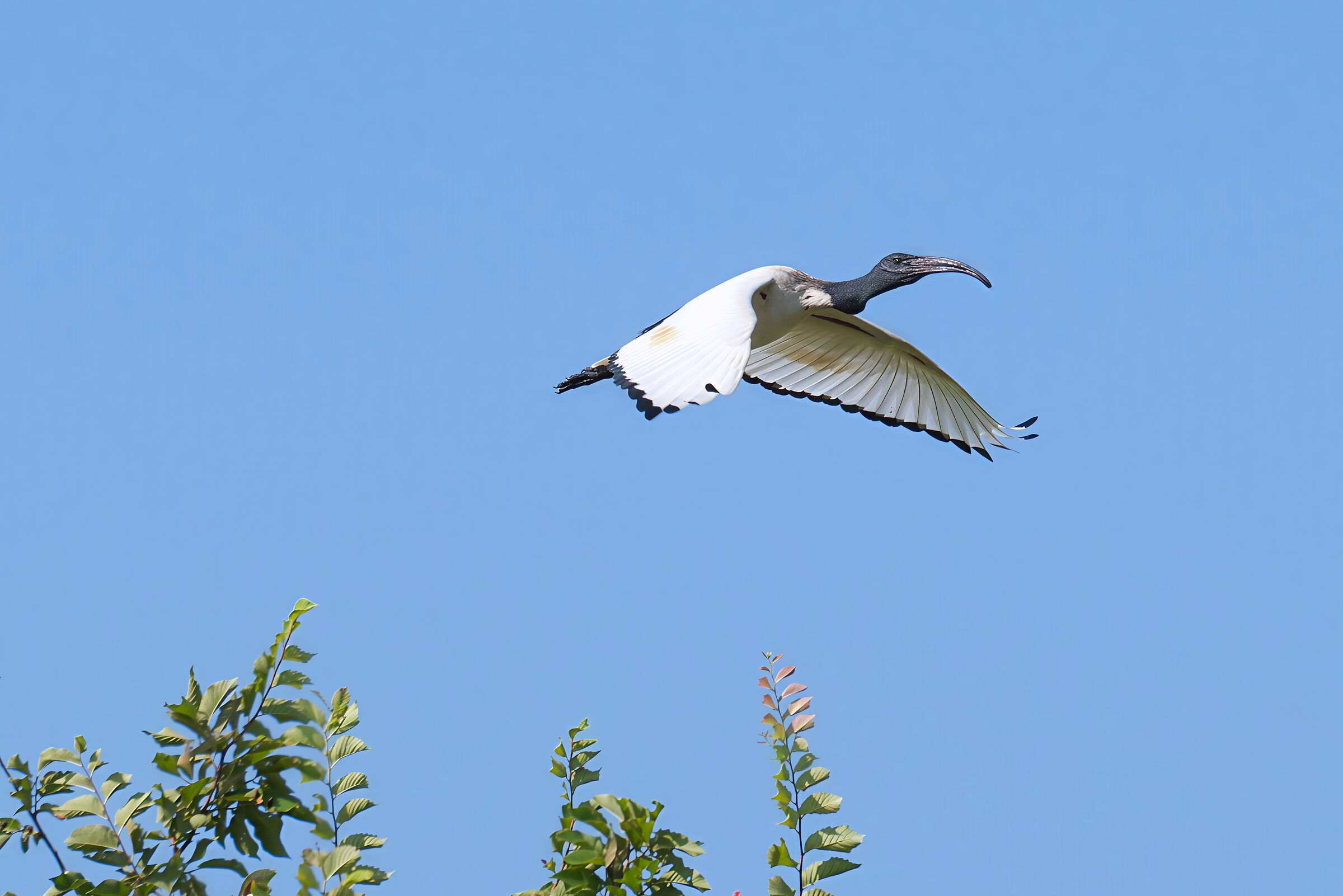 Ibis sacro 4