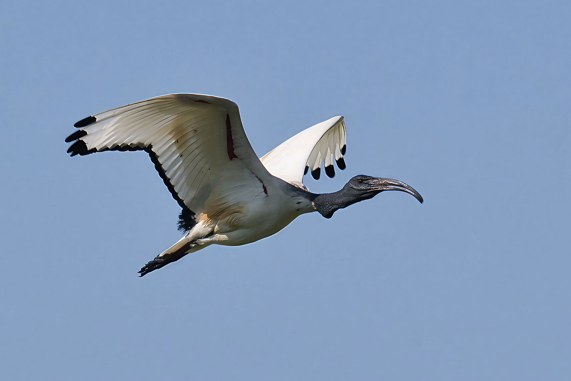 Ibis sacro 5