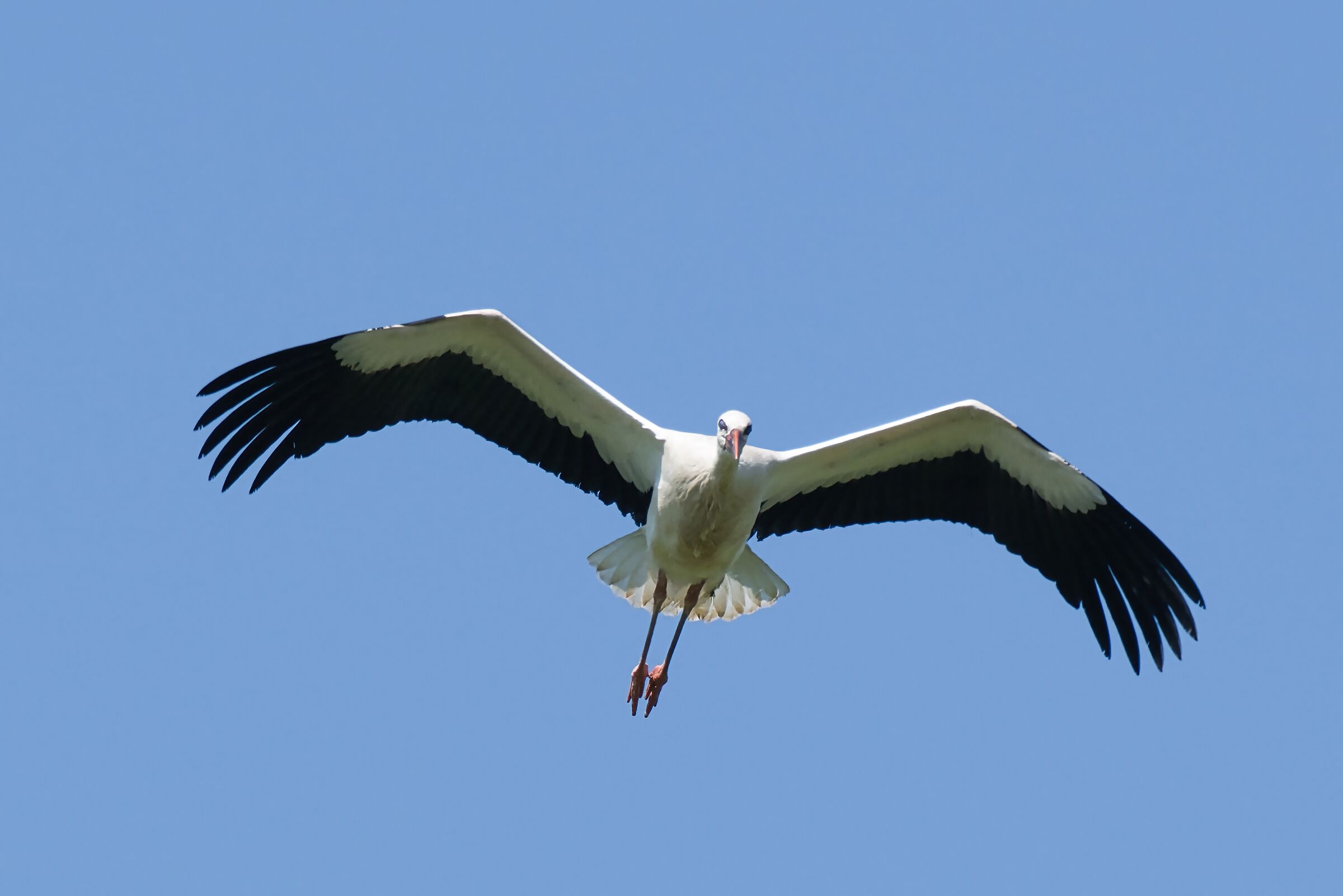 Cicogna 3
