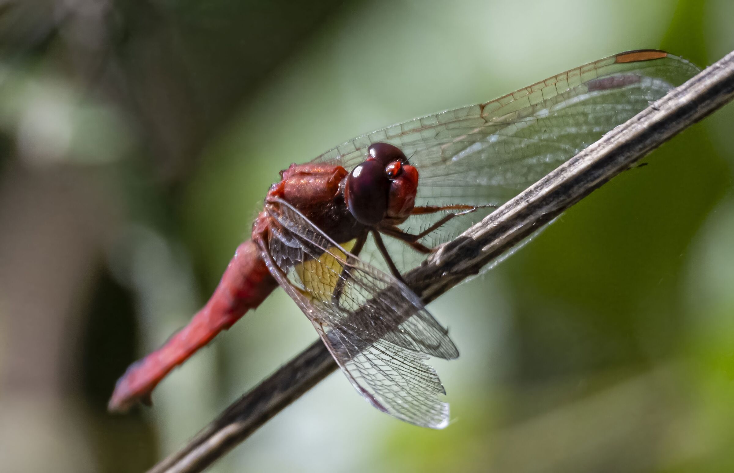 Libellul (Crocothemis erythraea )