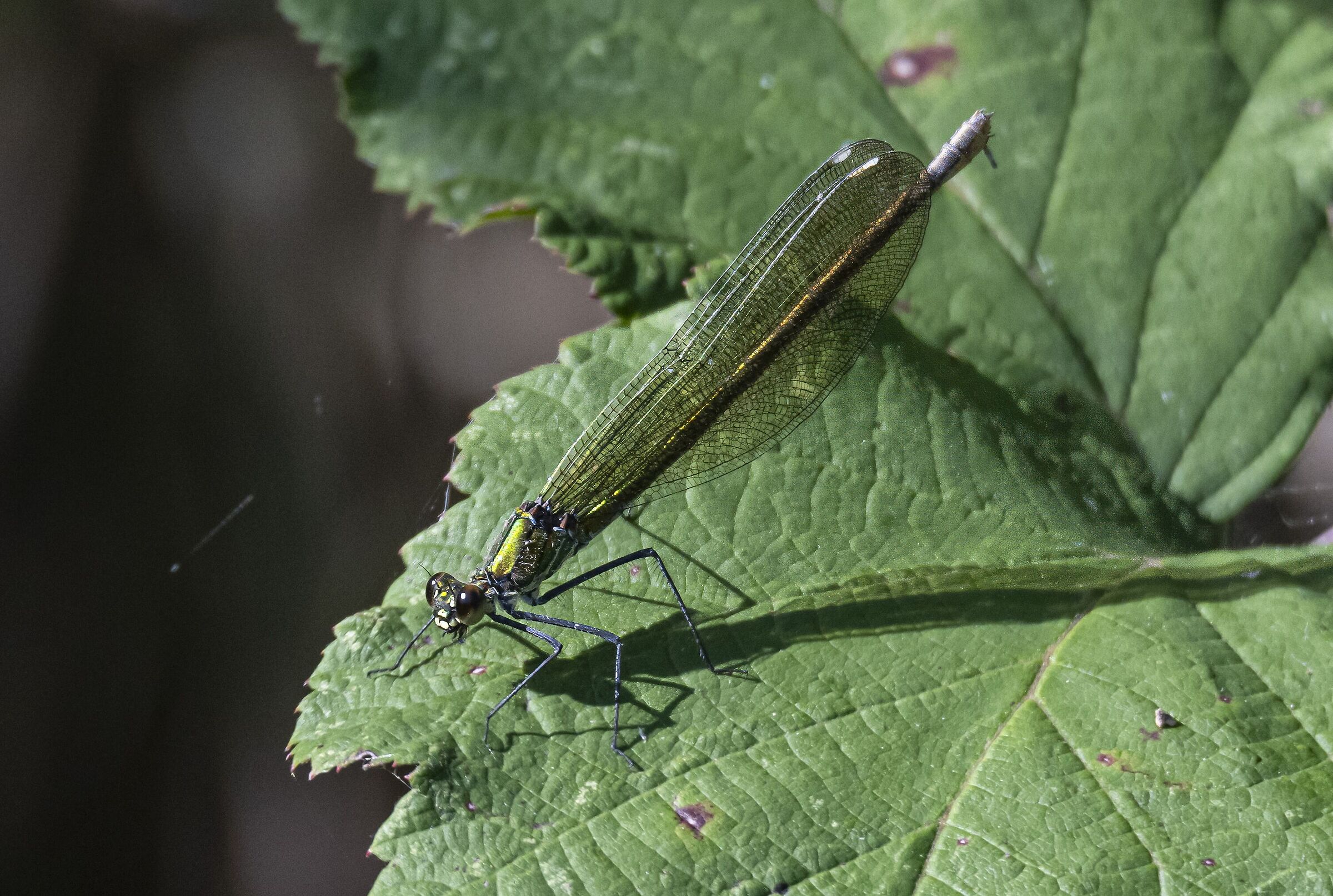 Damigella dalle ali a fascia (Calopteryx splendens)