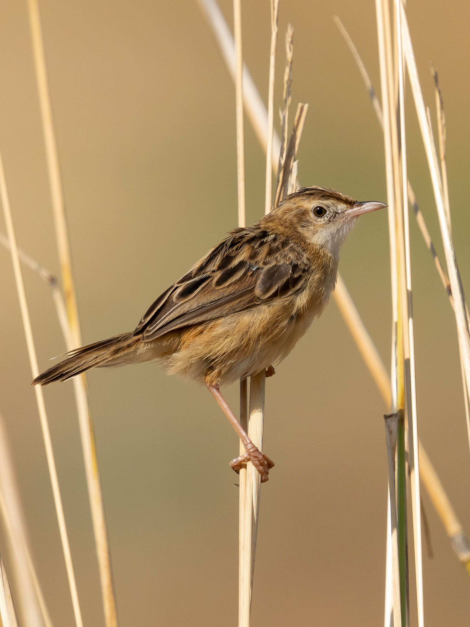Beccamoschino su graminacee