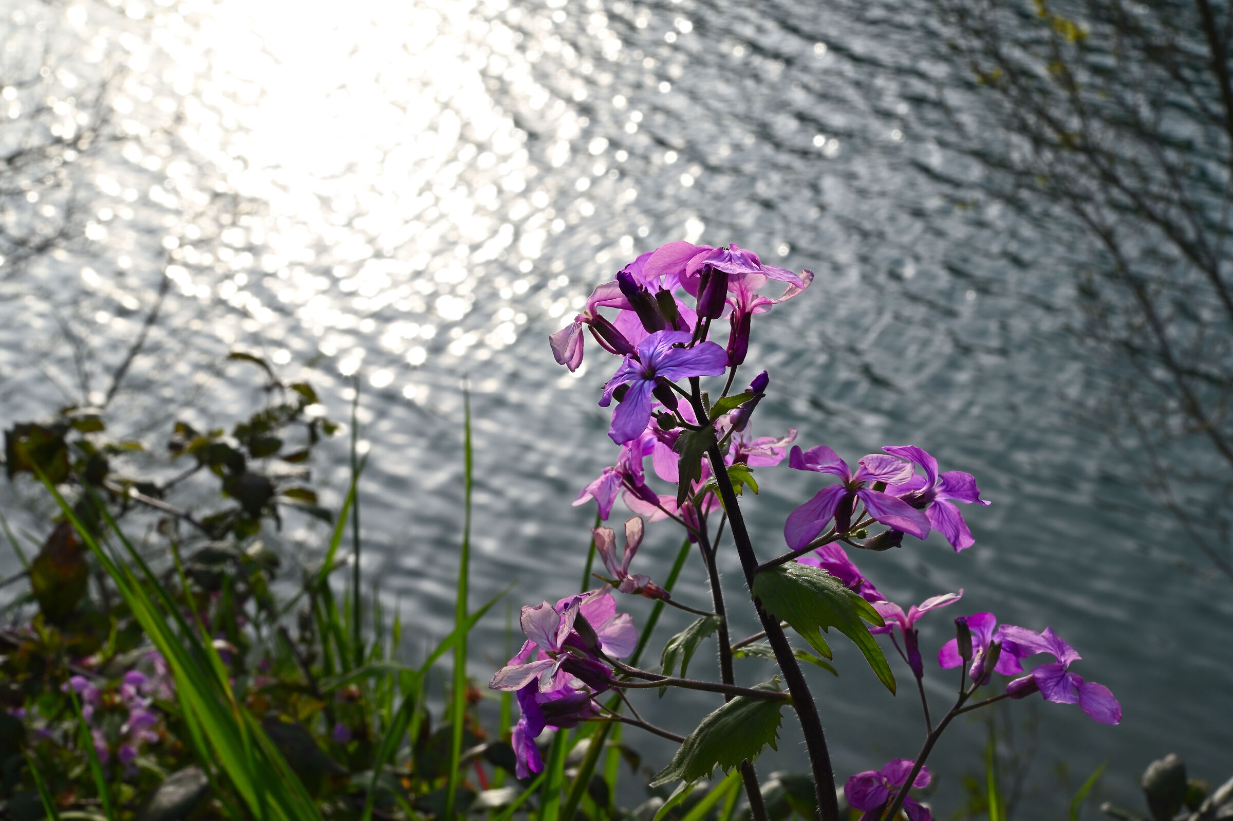 Flowers near Lake Fiastra