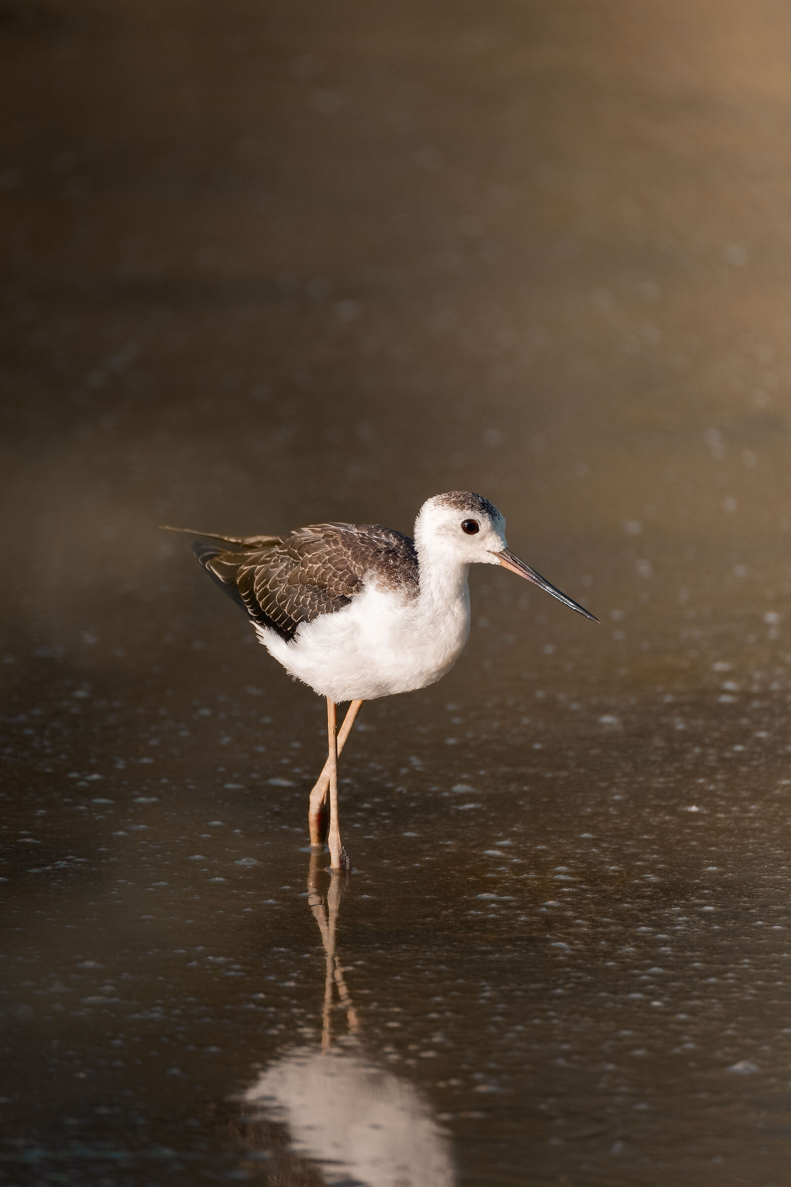 Himantopus himantopus