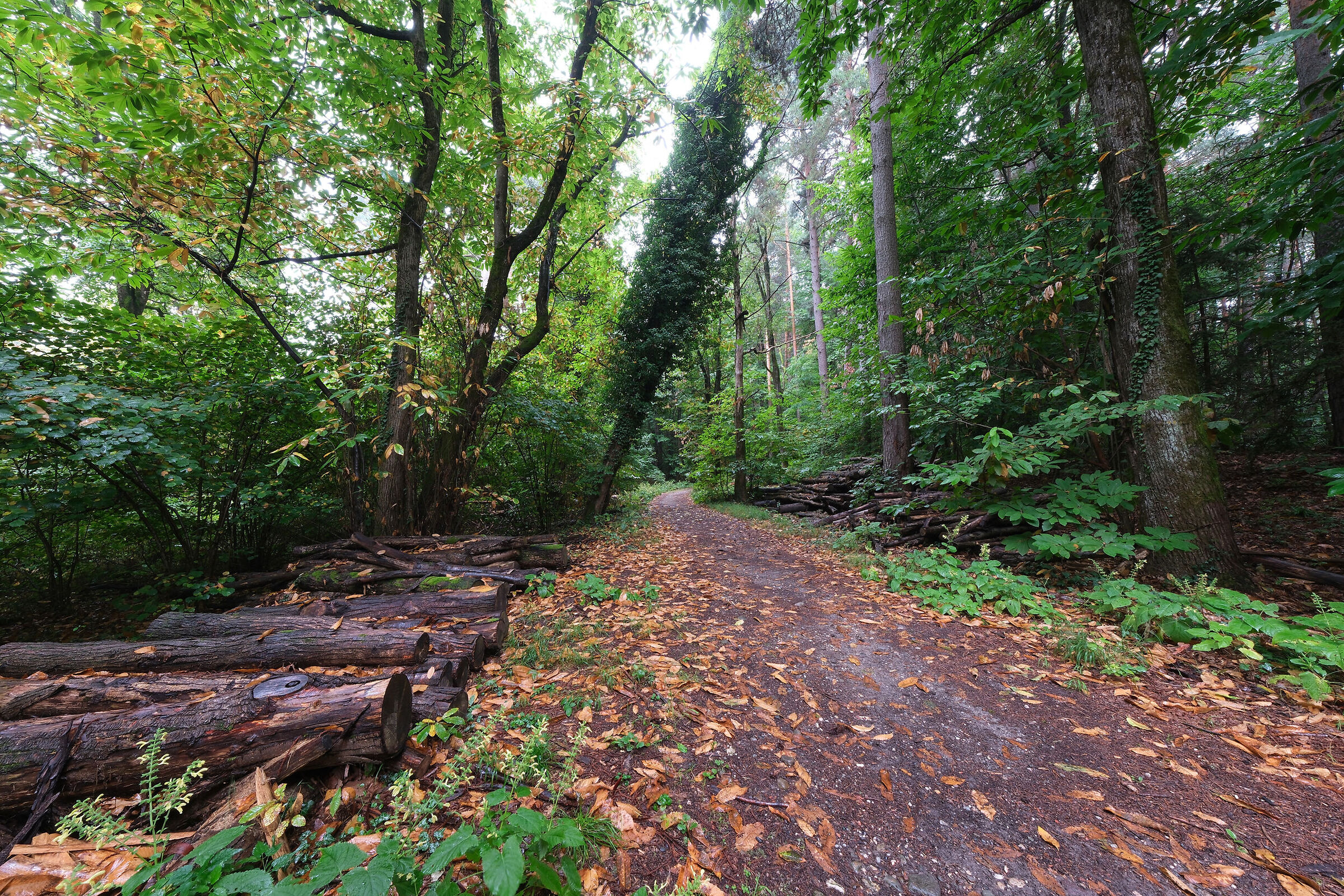 -nel bosco mentre piove-