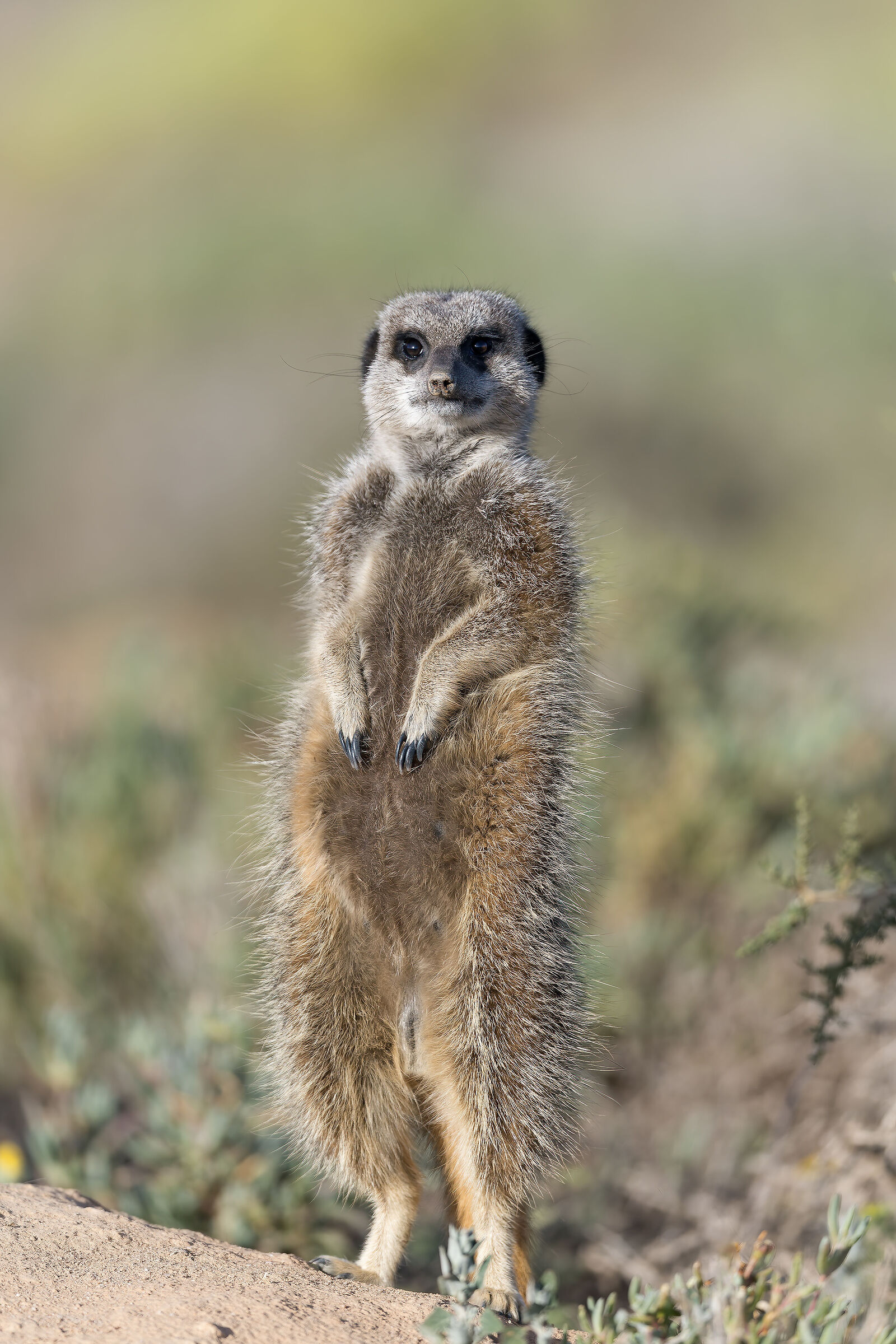 Meerkat - South Africa