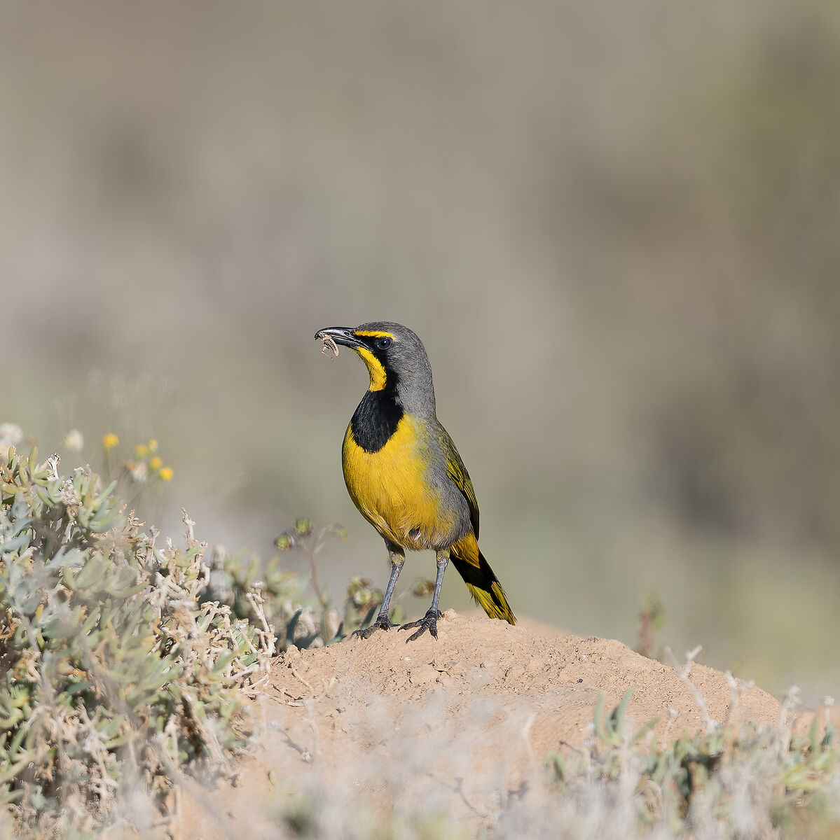 Telophorus Zeylonus- South Africa