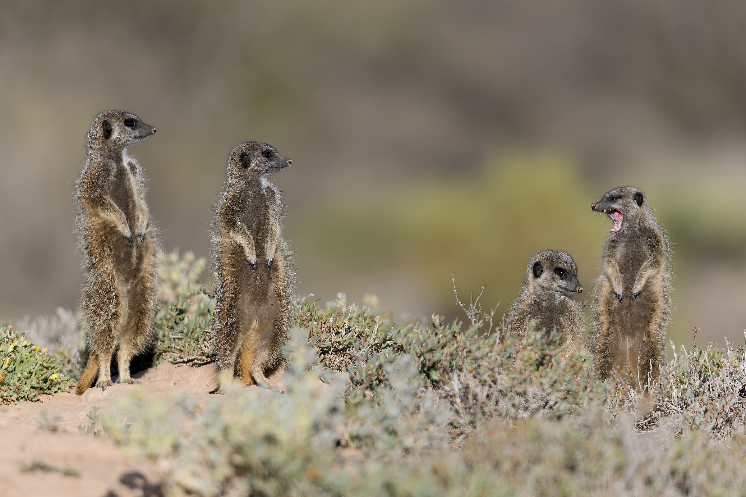 Meerkat - South Africa