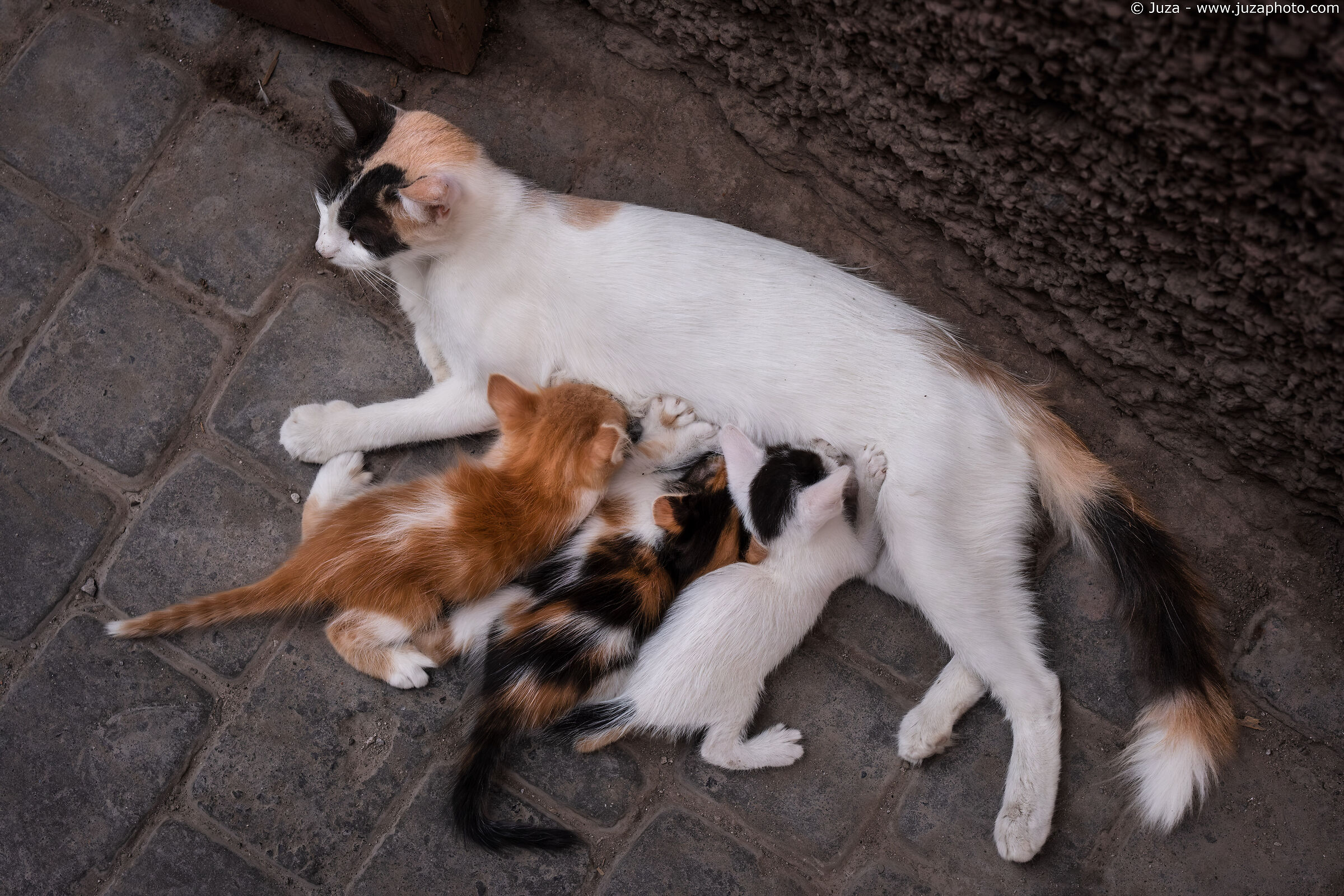 Gattini di Marrakech