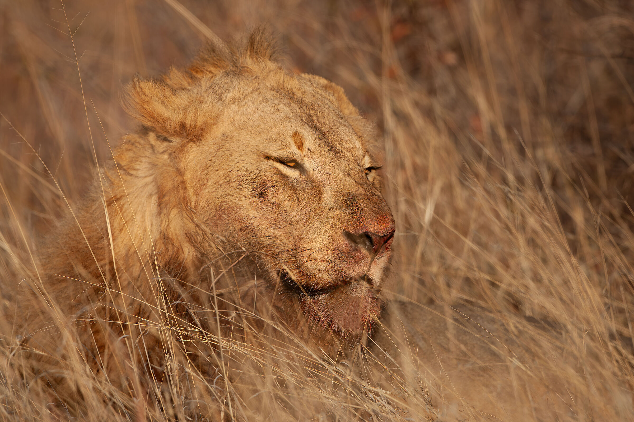 Nel bush africano...