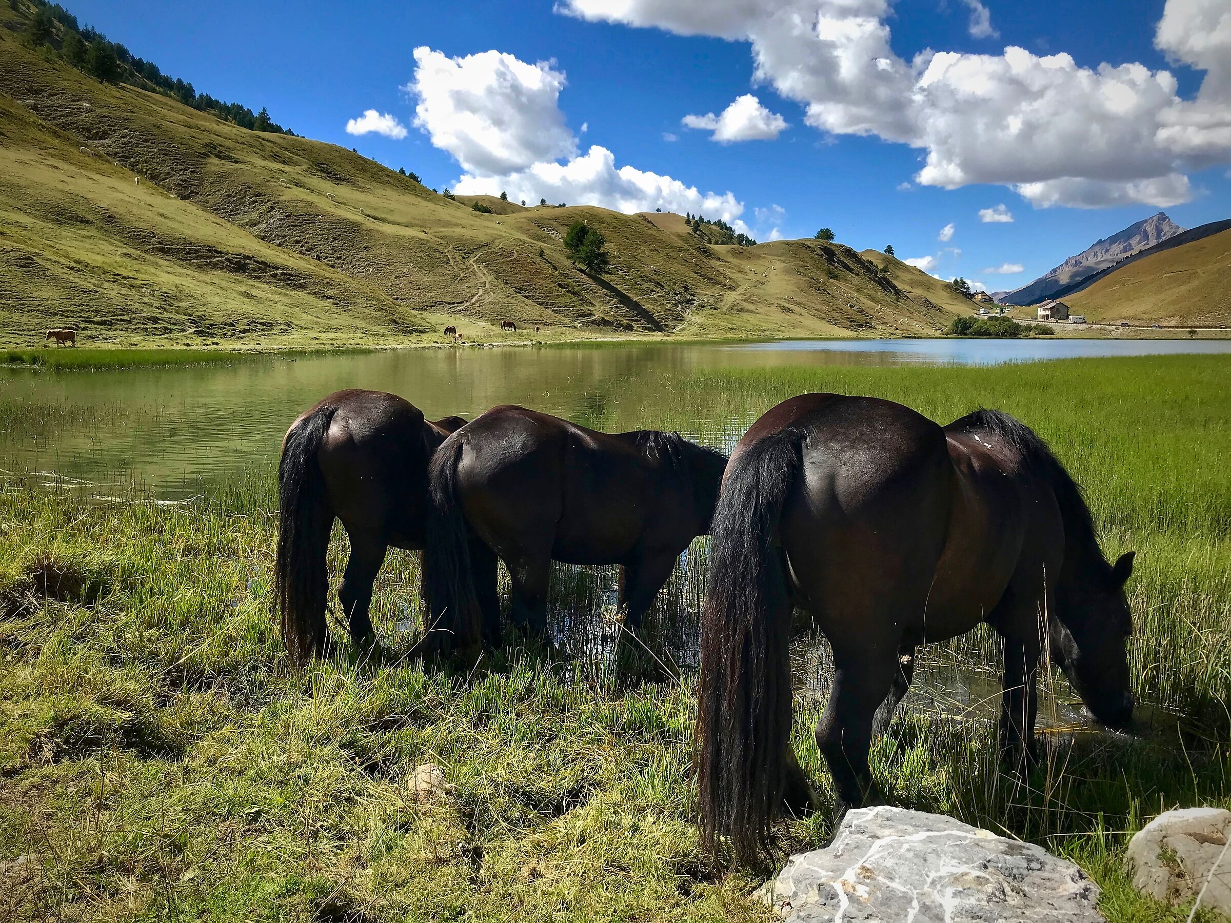 Merens horses at the watering hole
