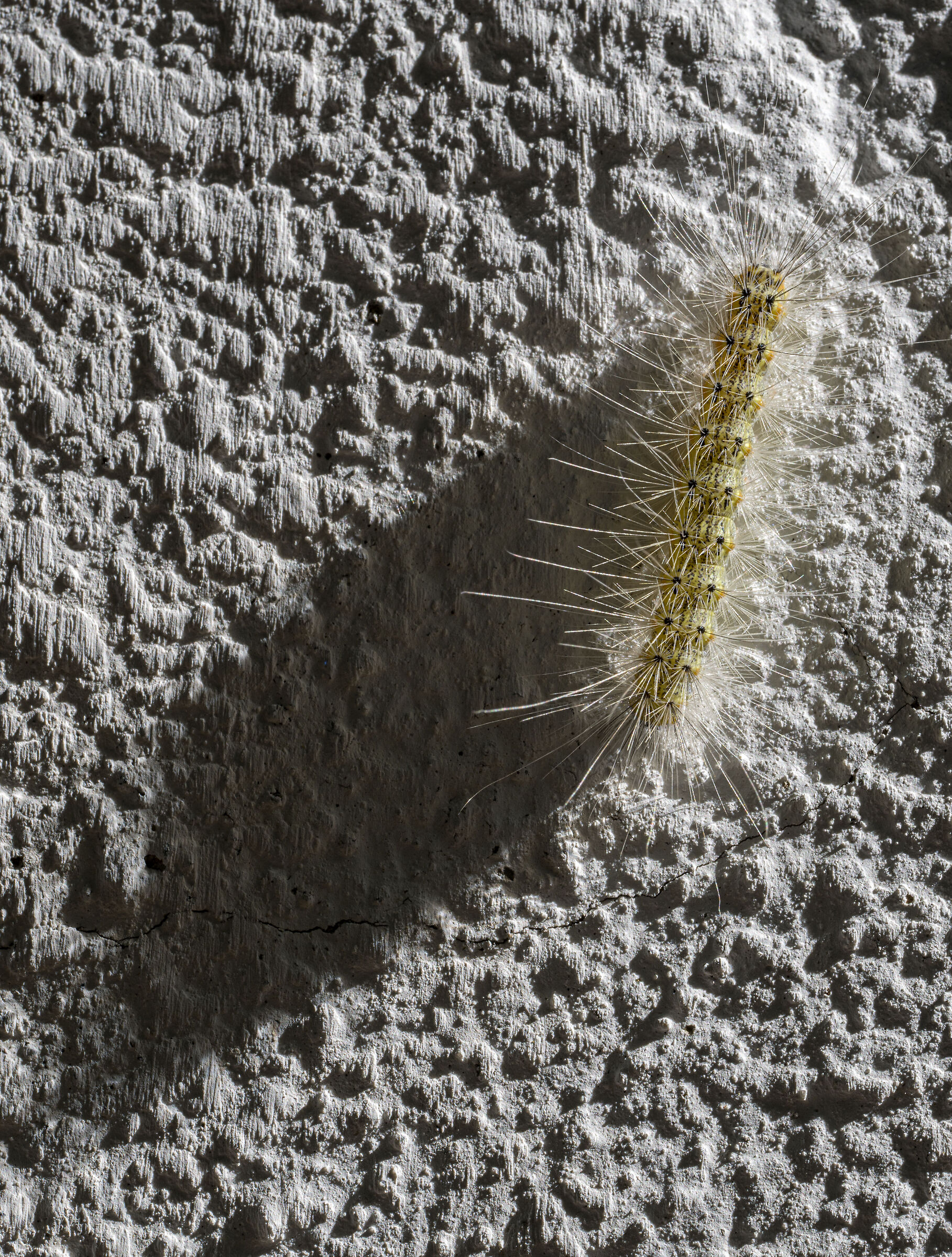 The caterpillar