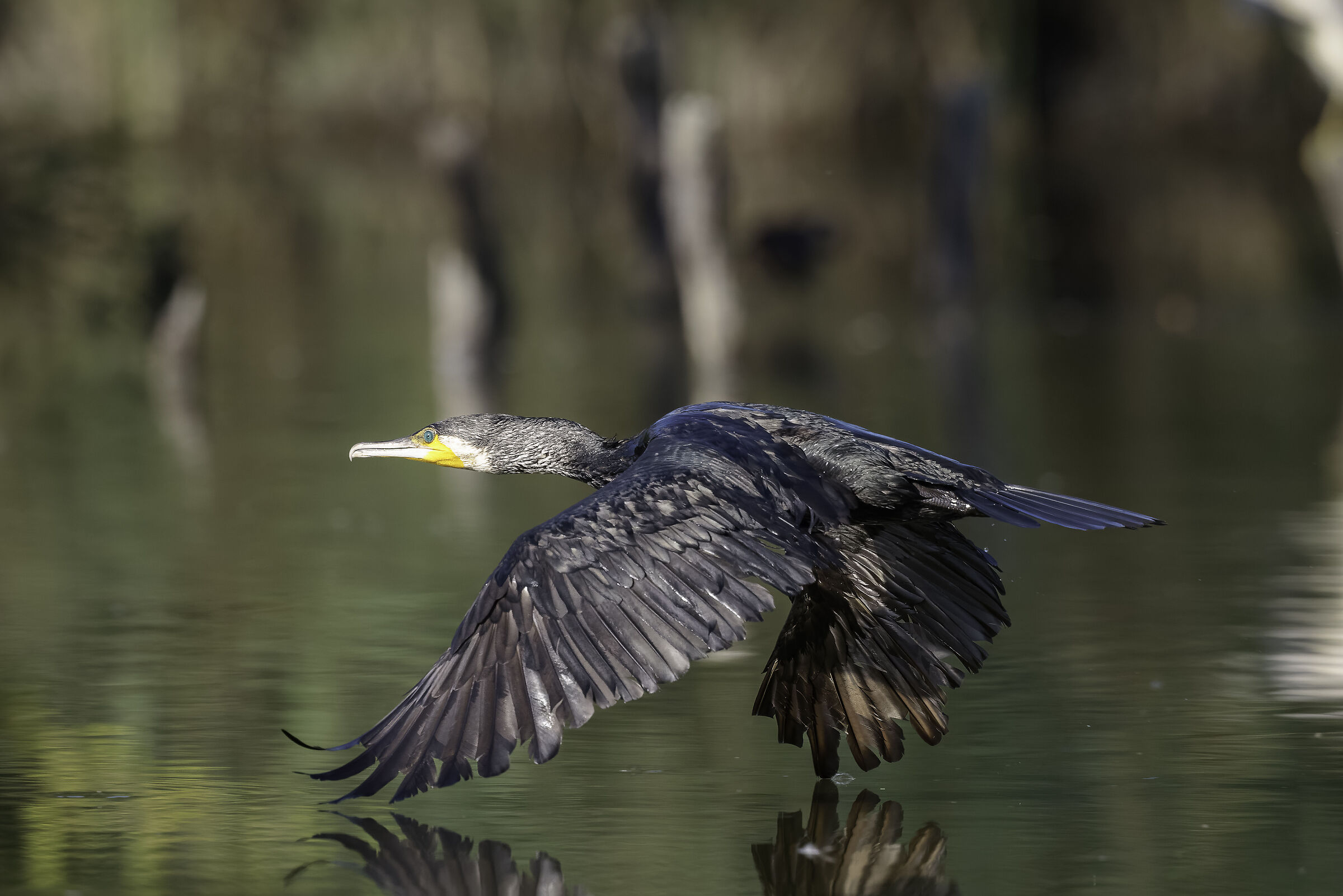 Cormorant