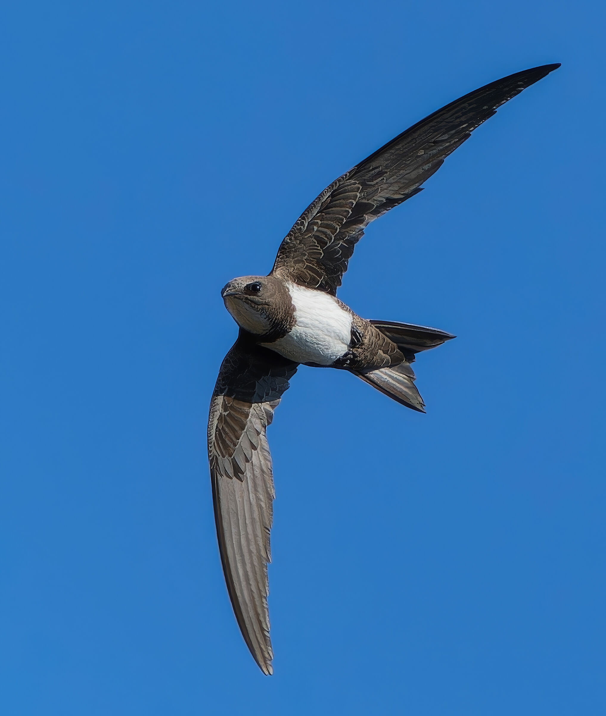 Greater swallow