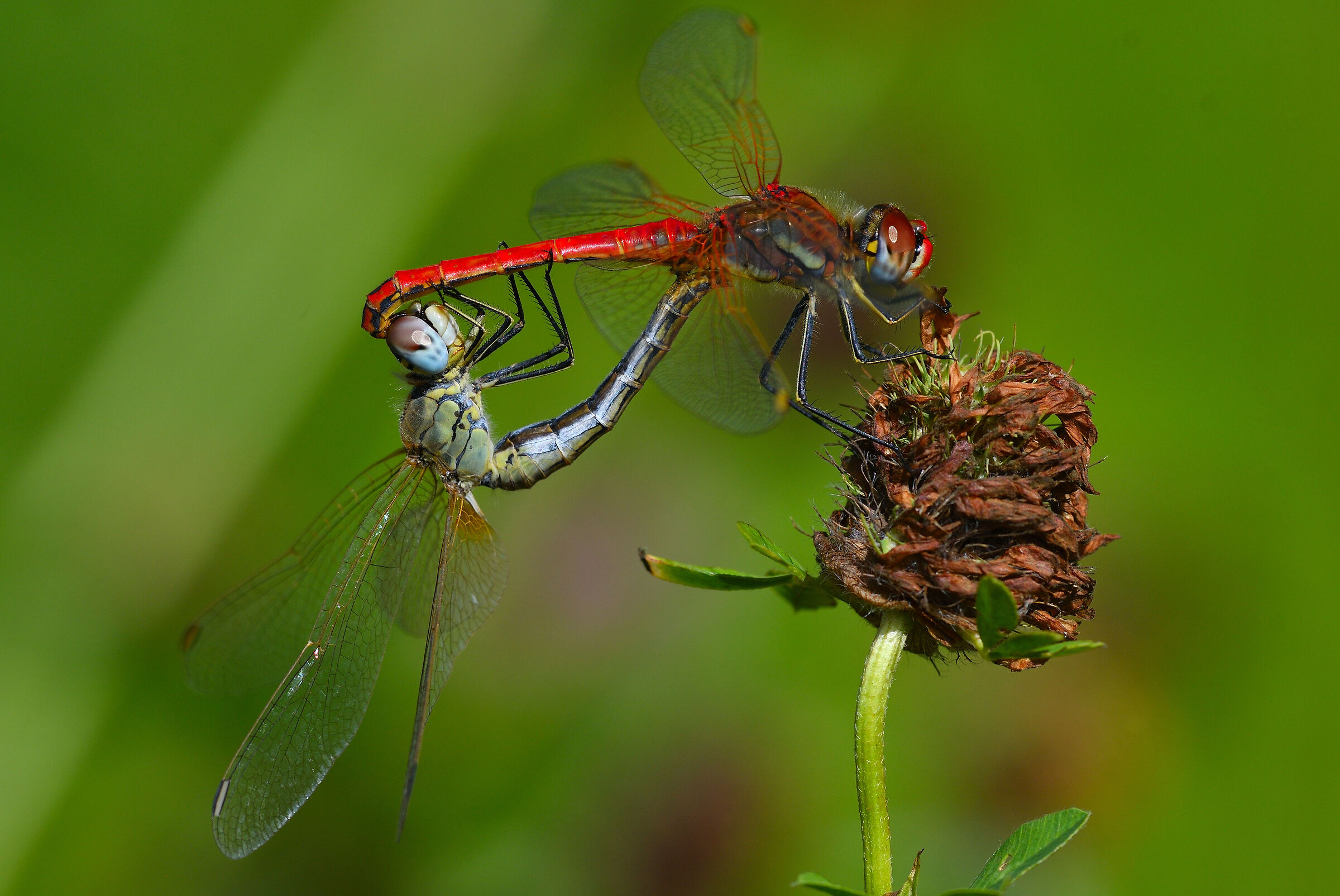 Accoppiamento Sympetrum Fonscolombii