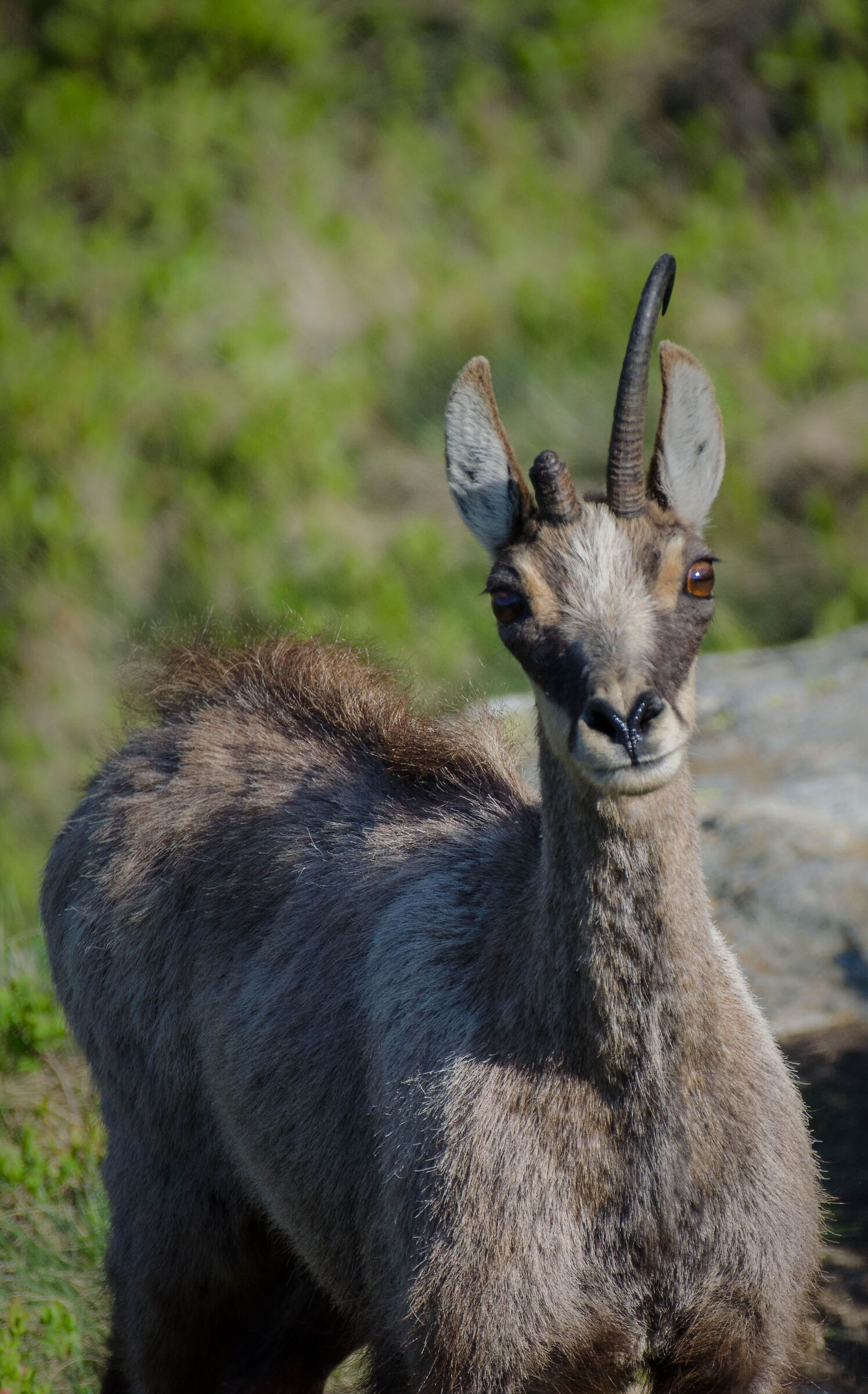 Cicatrici di libertà