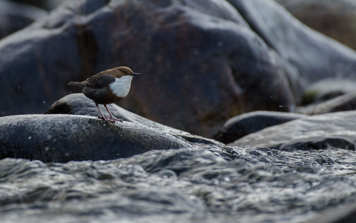 Il guardiano del fiume