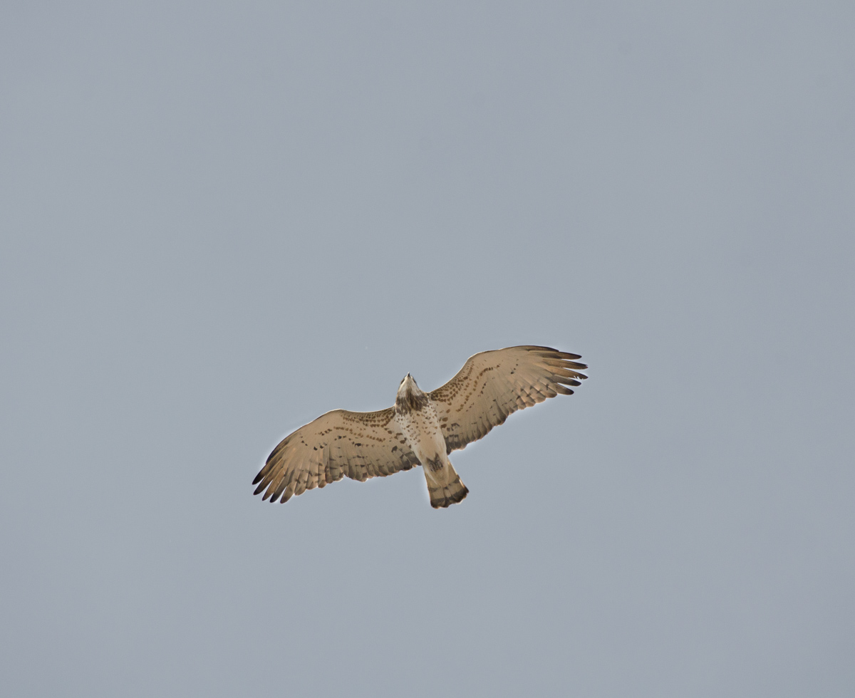 L'arte del silenzio alato