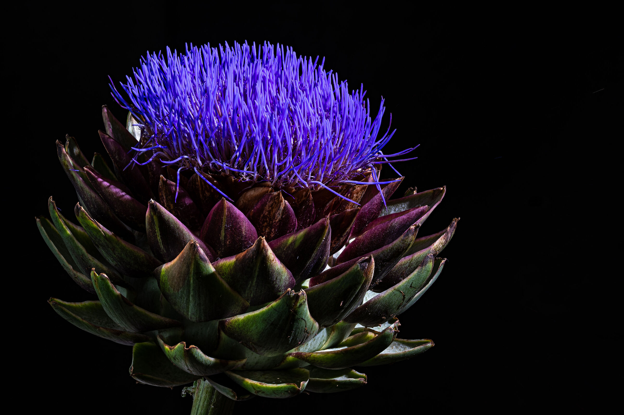 Artichoke