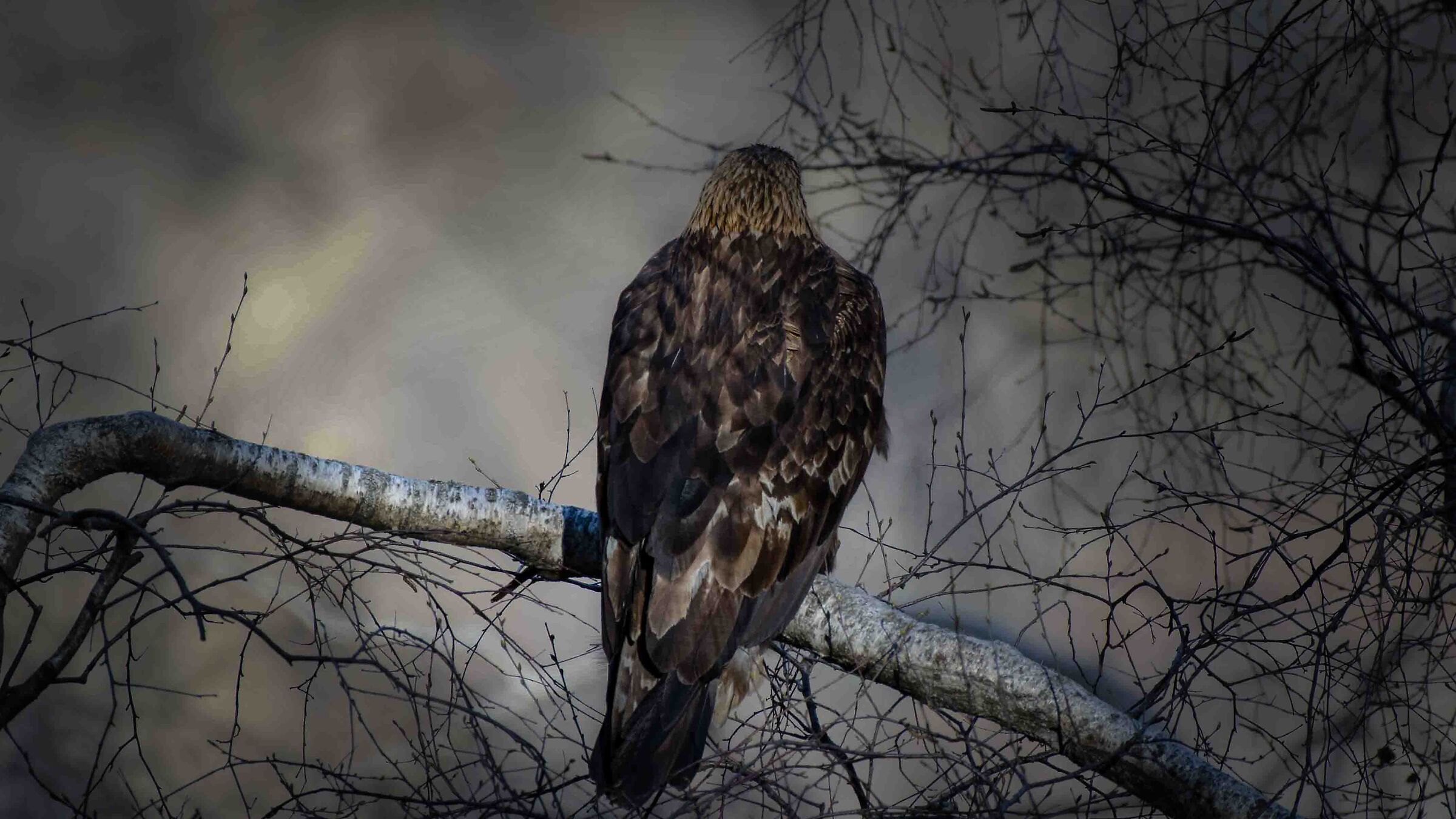 Alle spalle del predatore