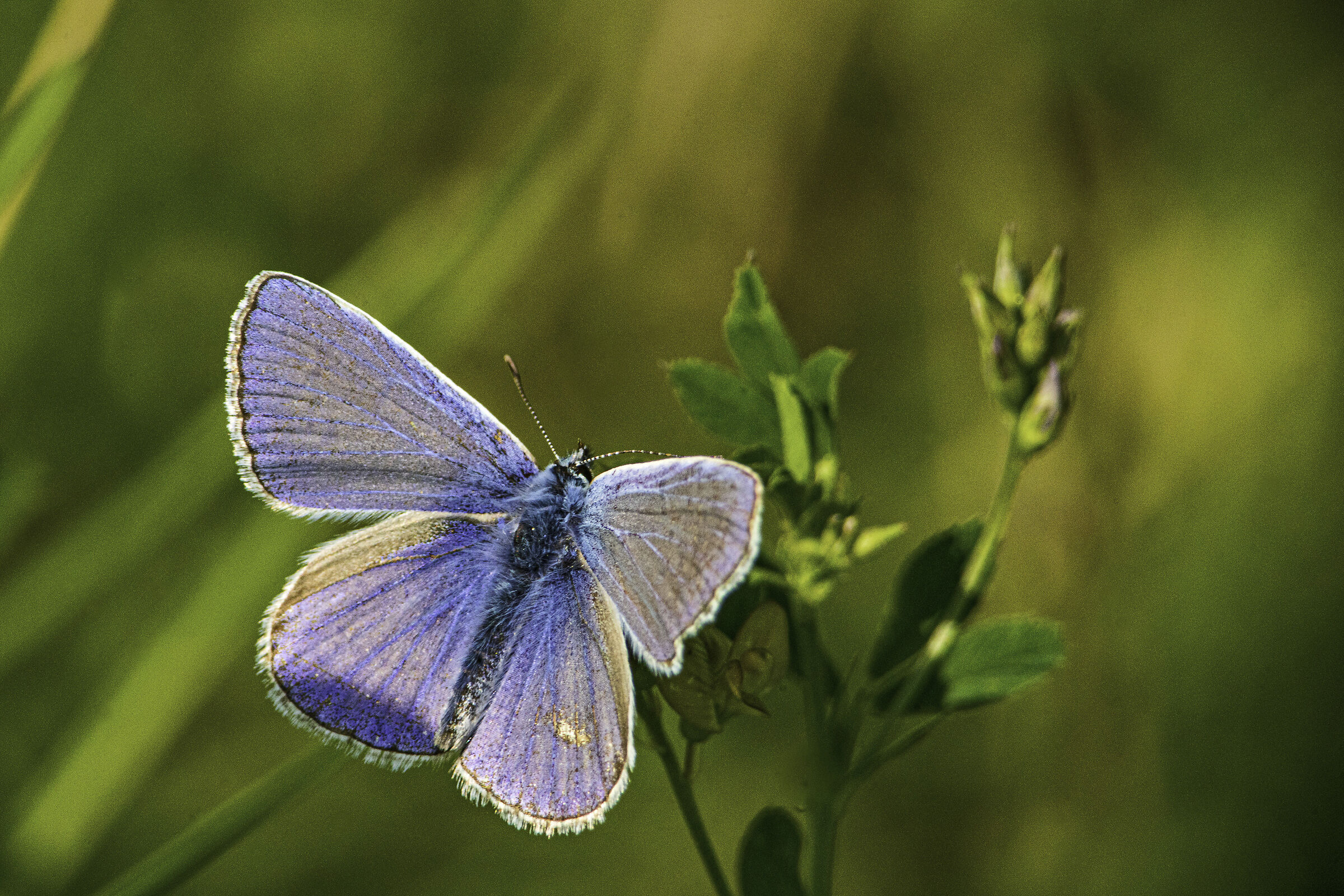 Polyommatus amandus