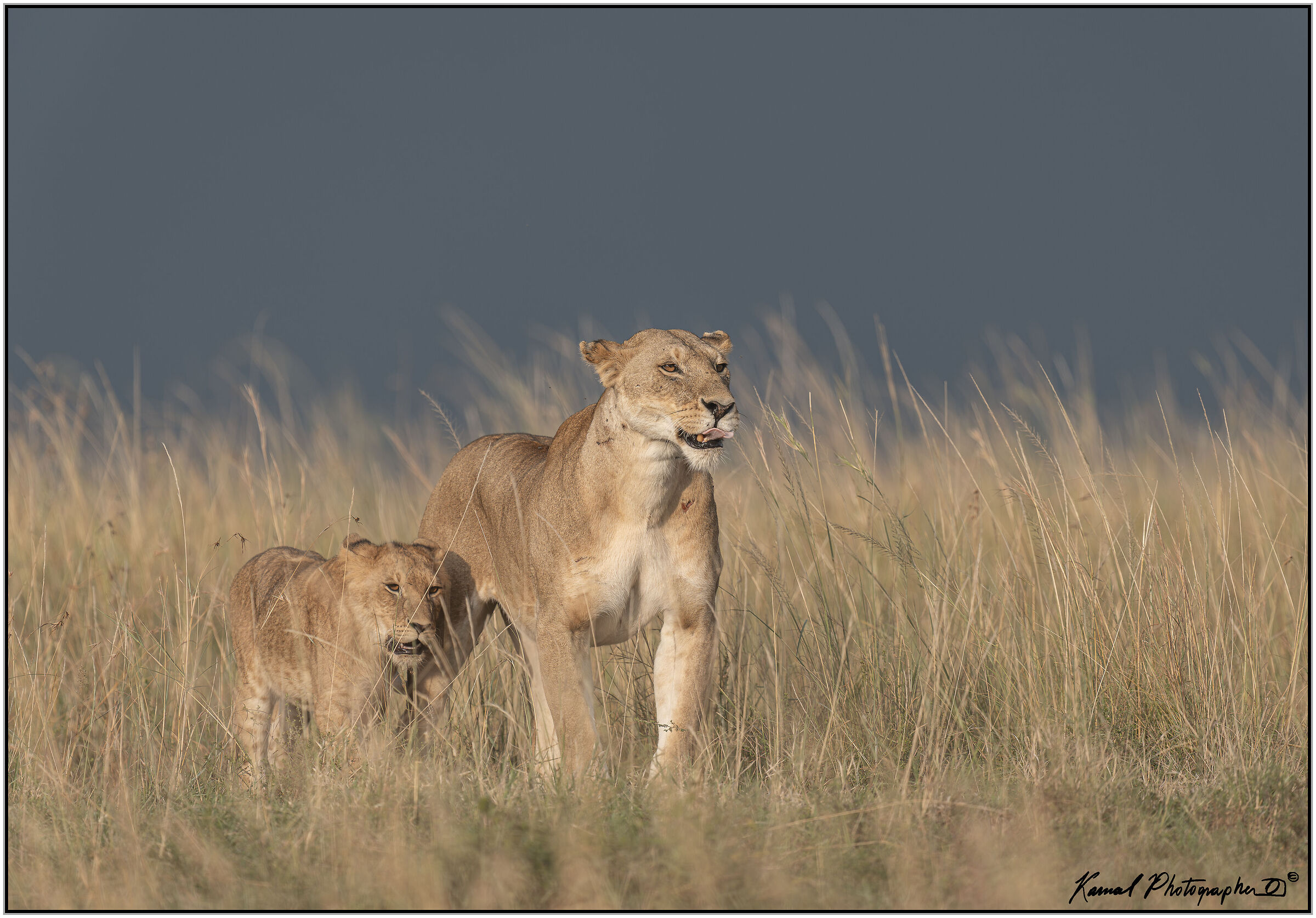 Panthera leo