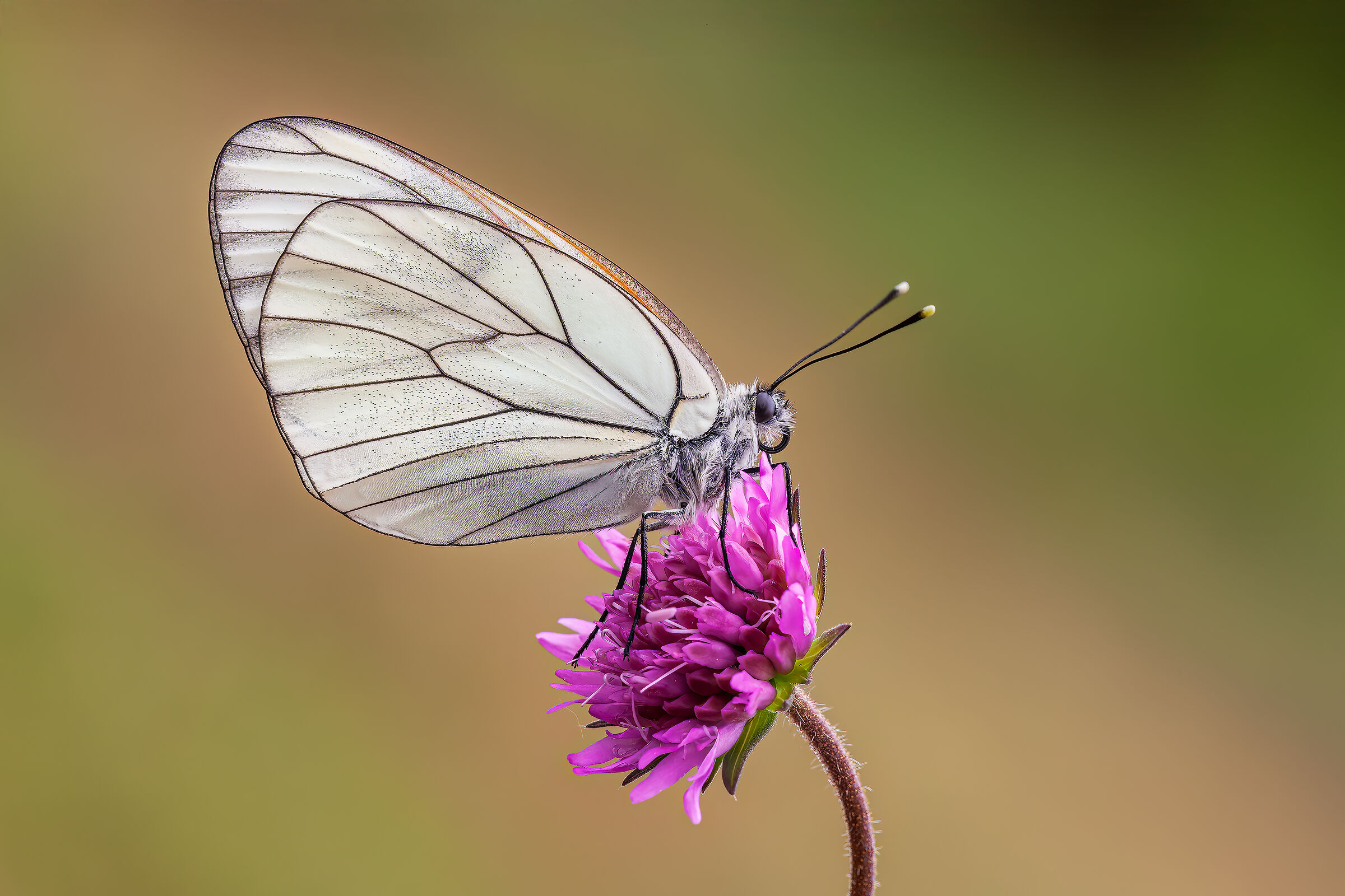 Aporia