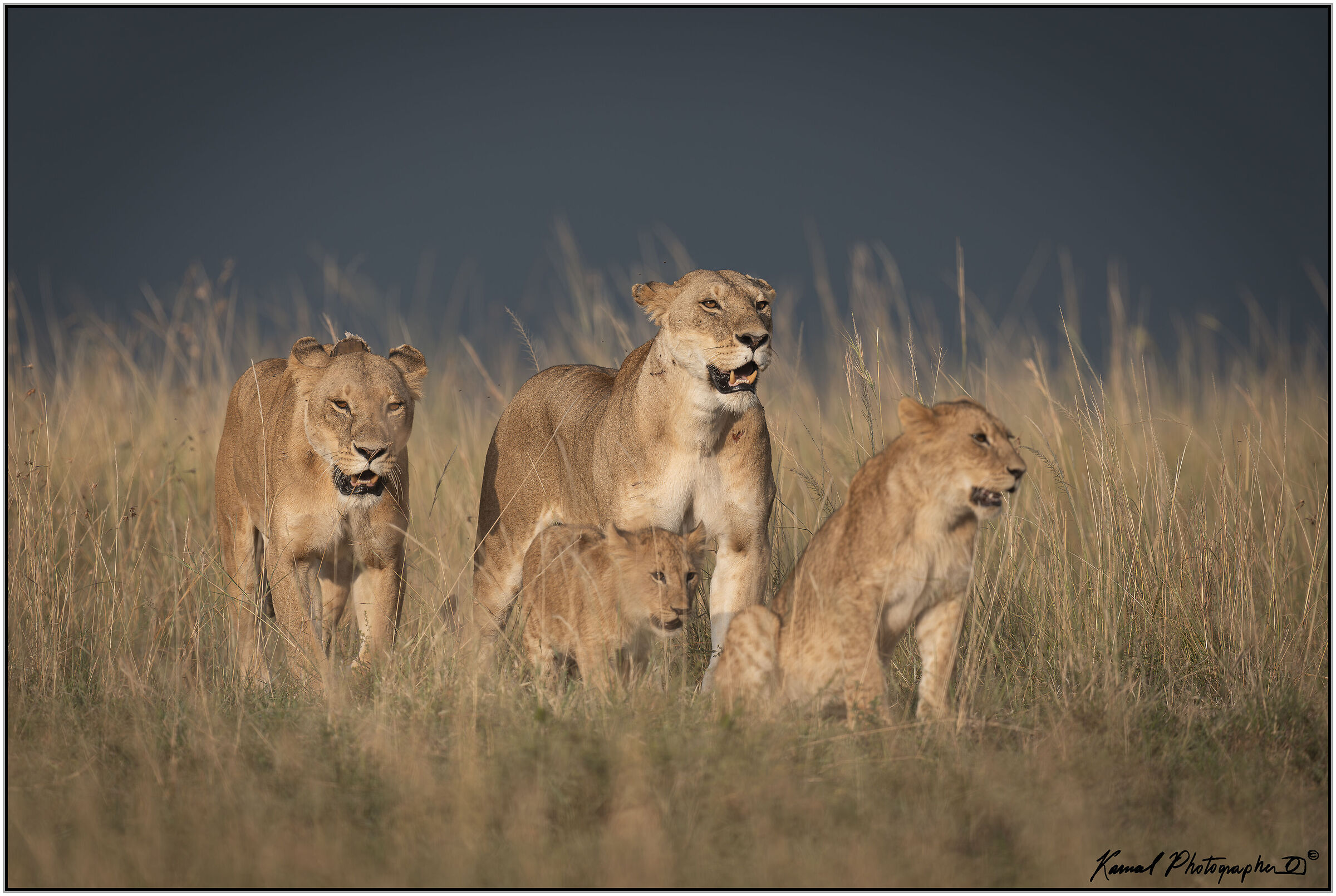Panthera leo
