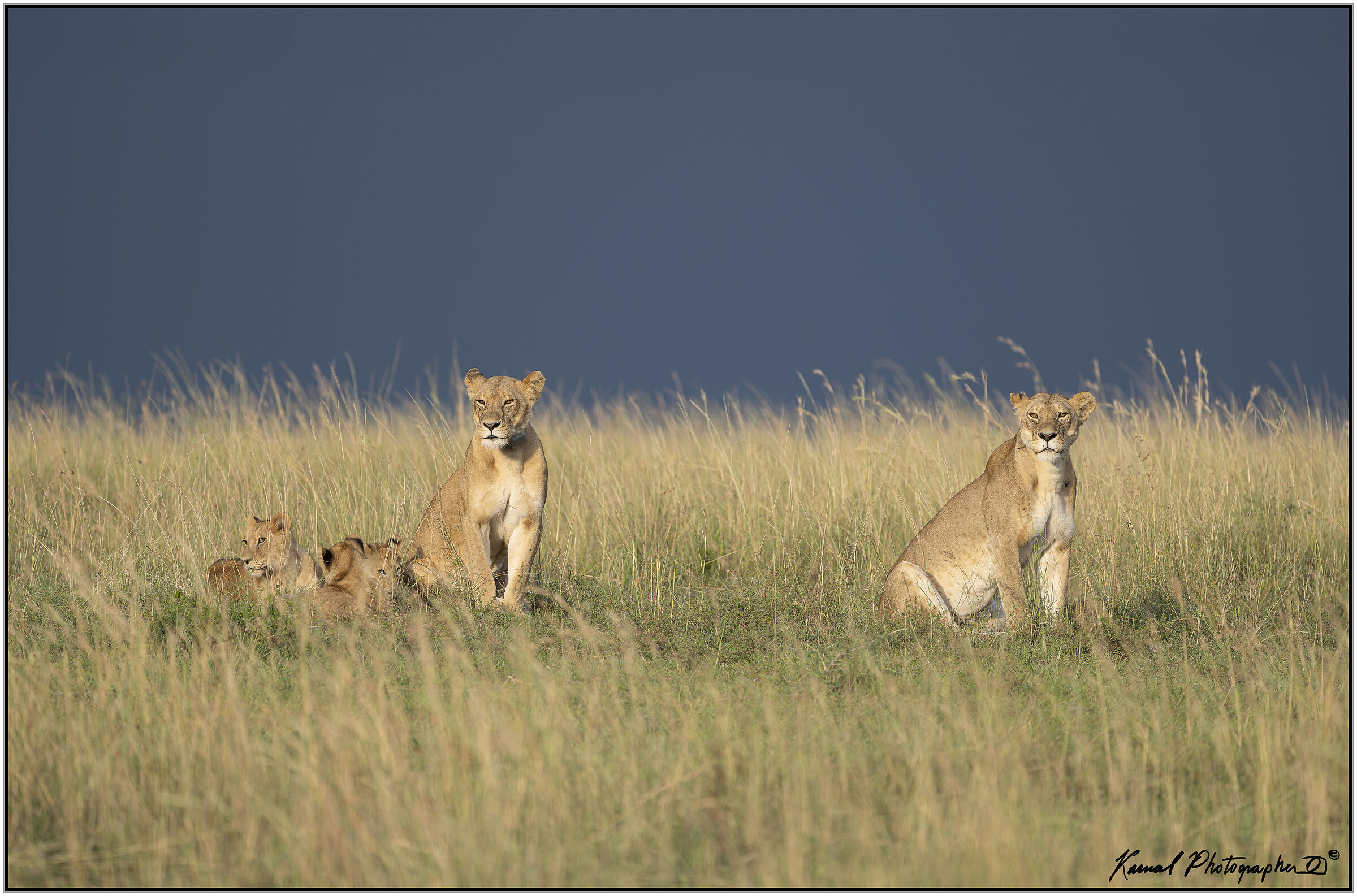 Panthera leo