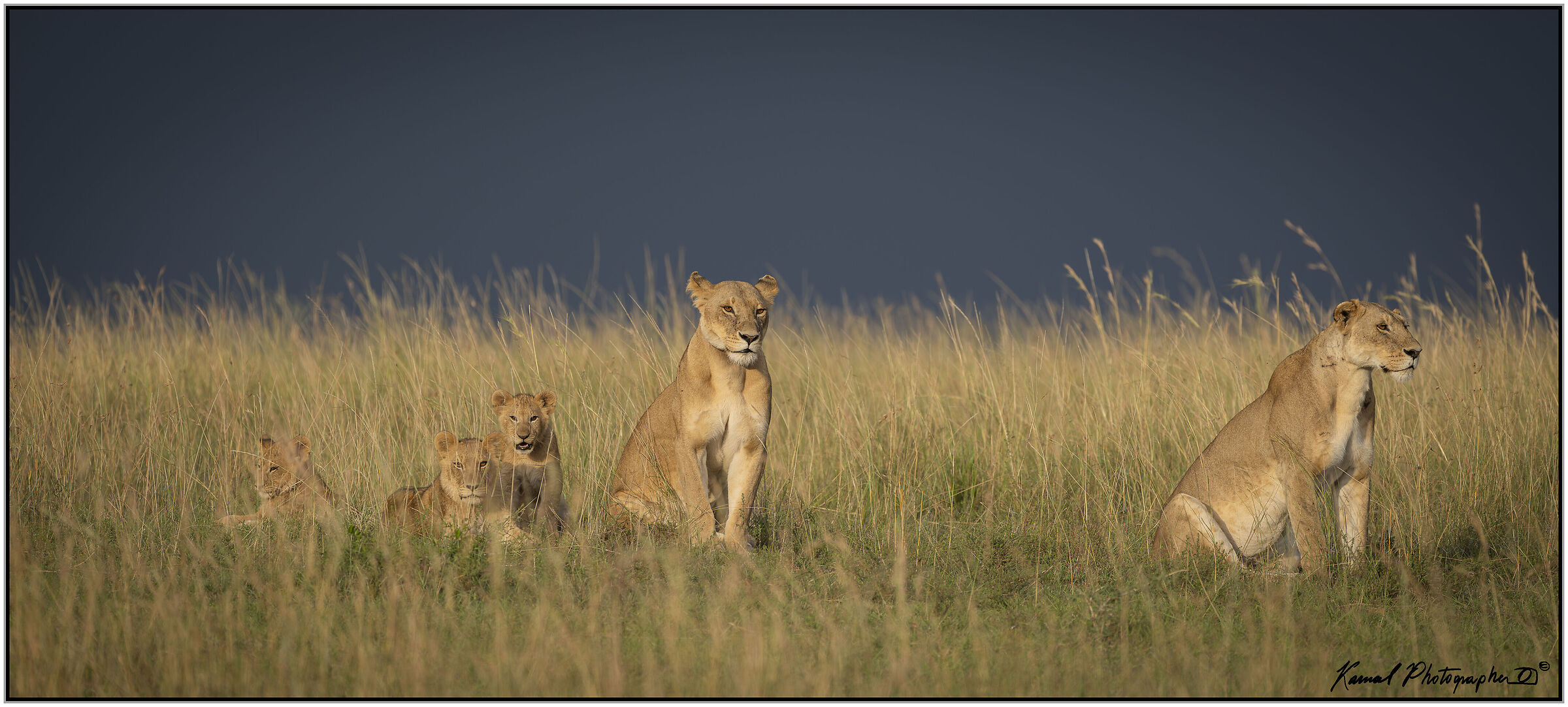 Panthera leo