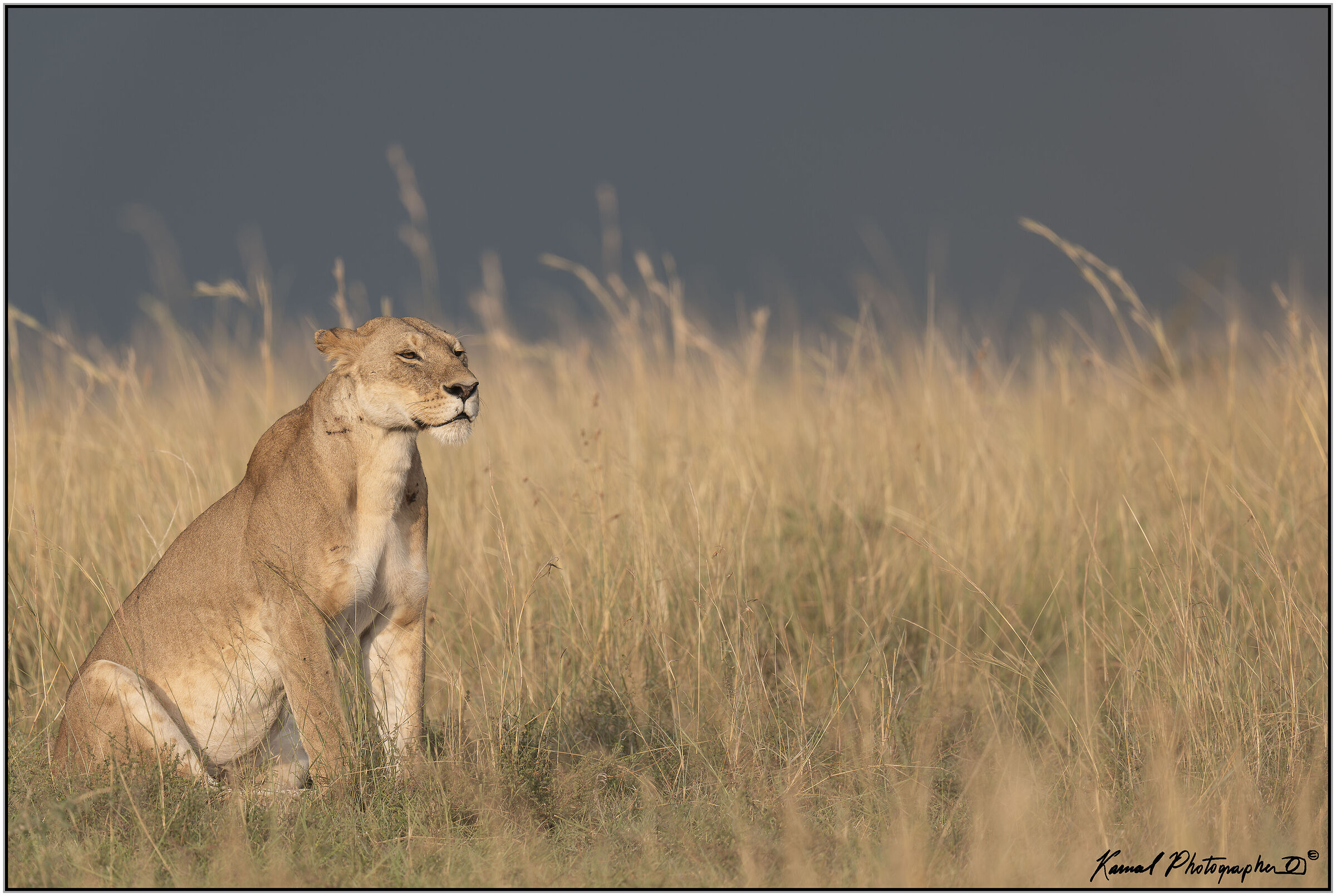 Panthera leo