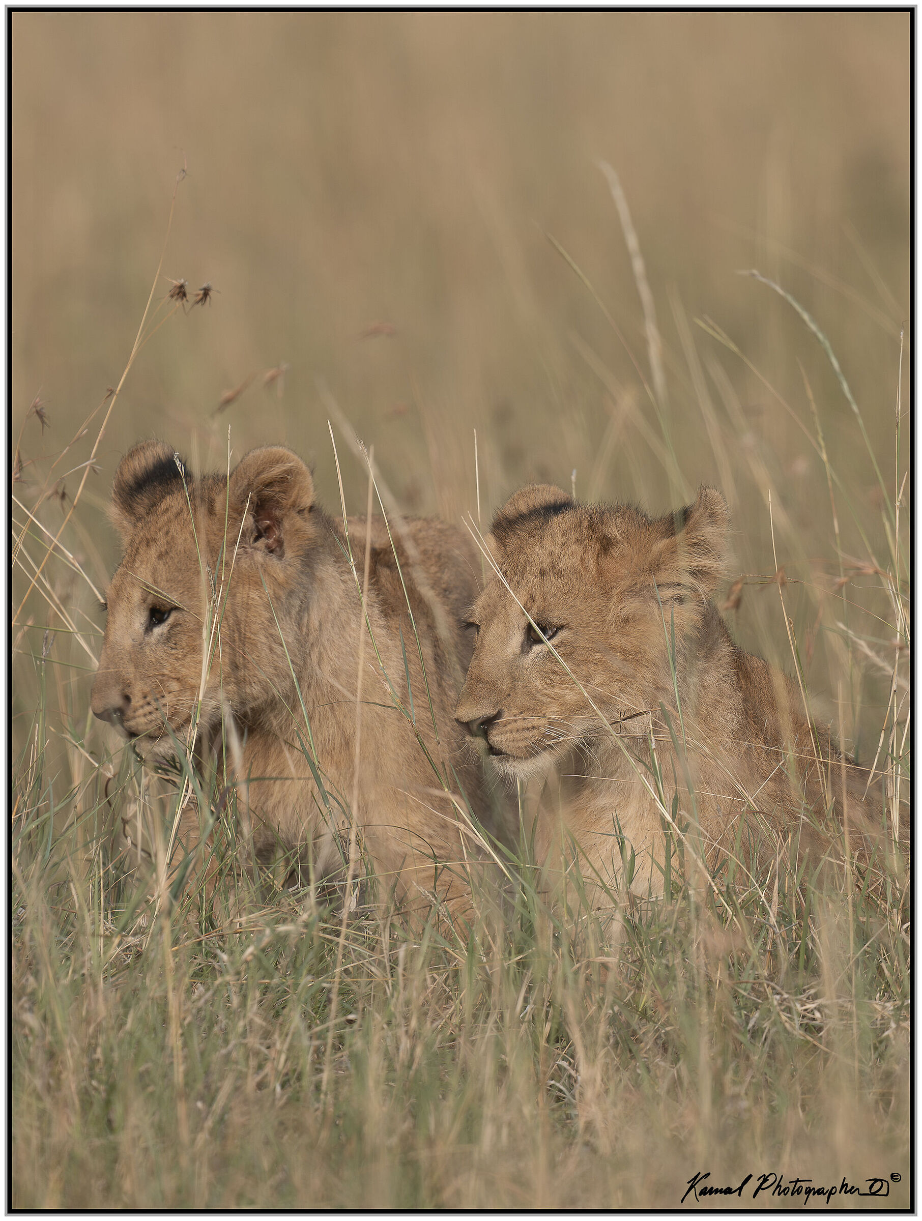 Panthera leo