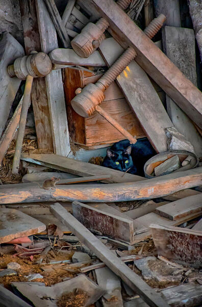 Foto