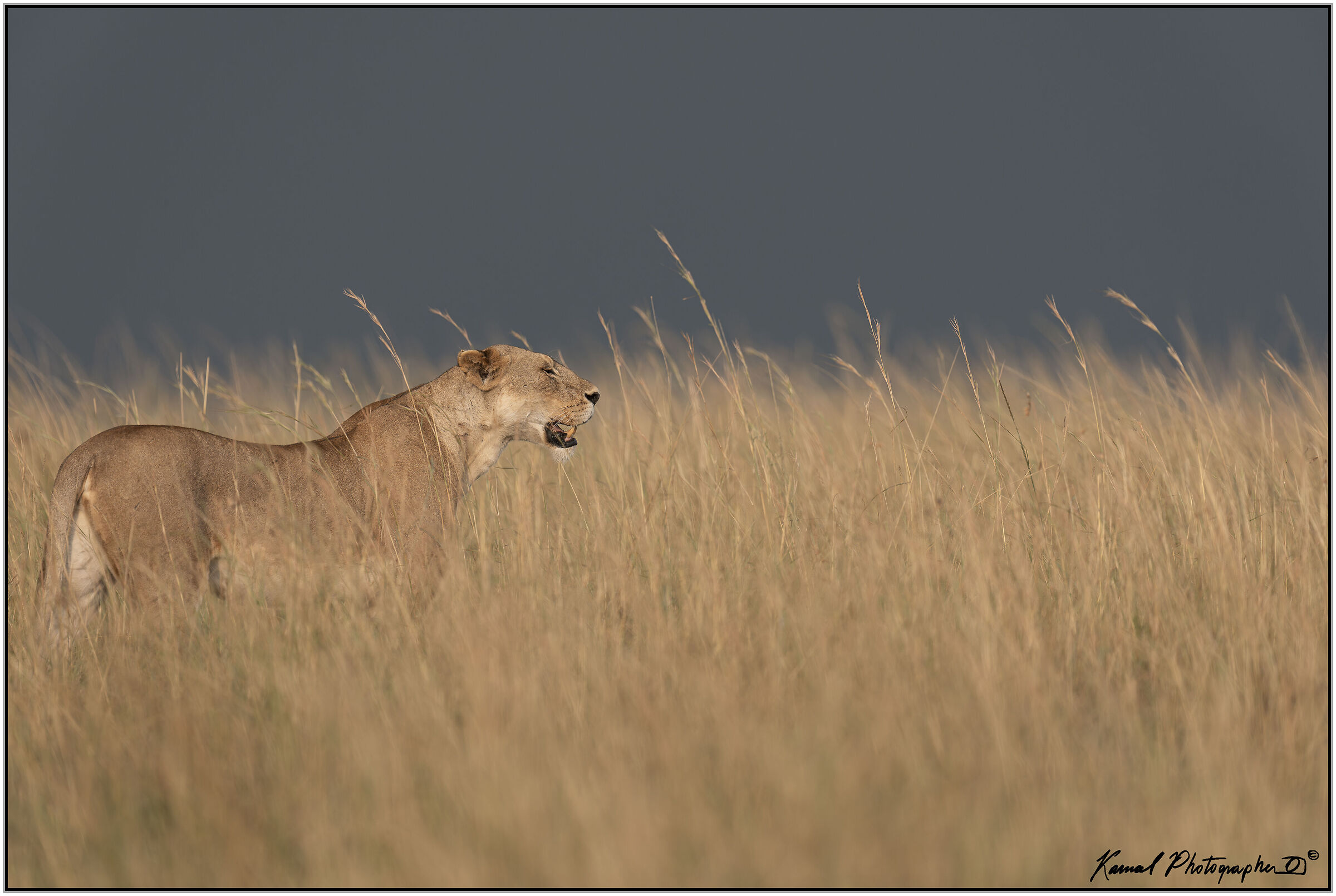 Panthera leo