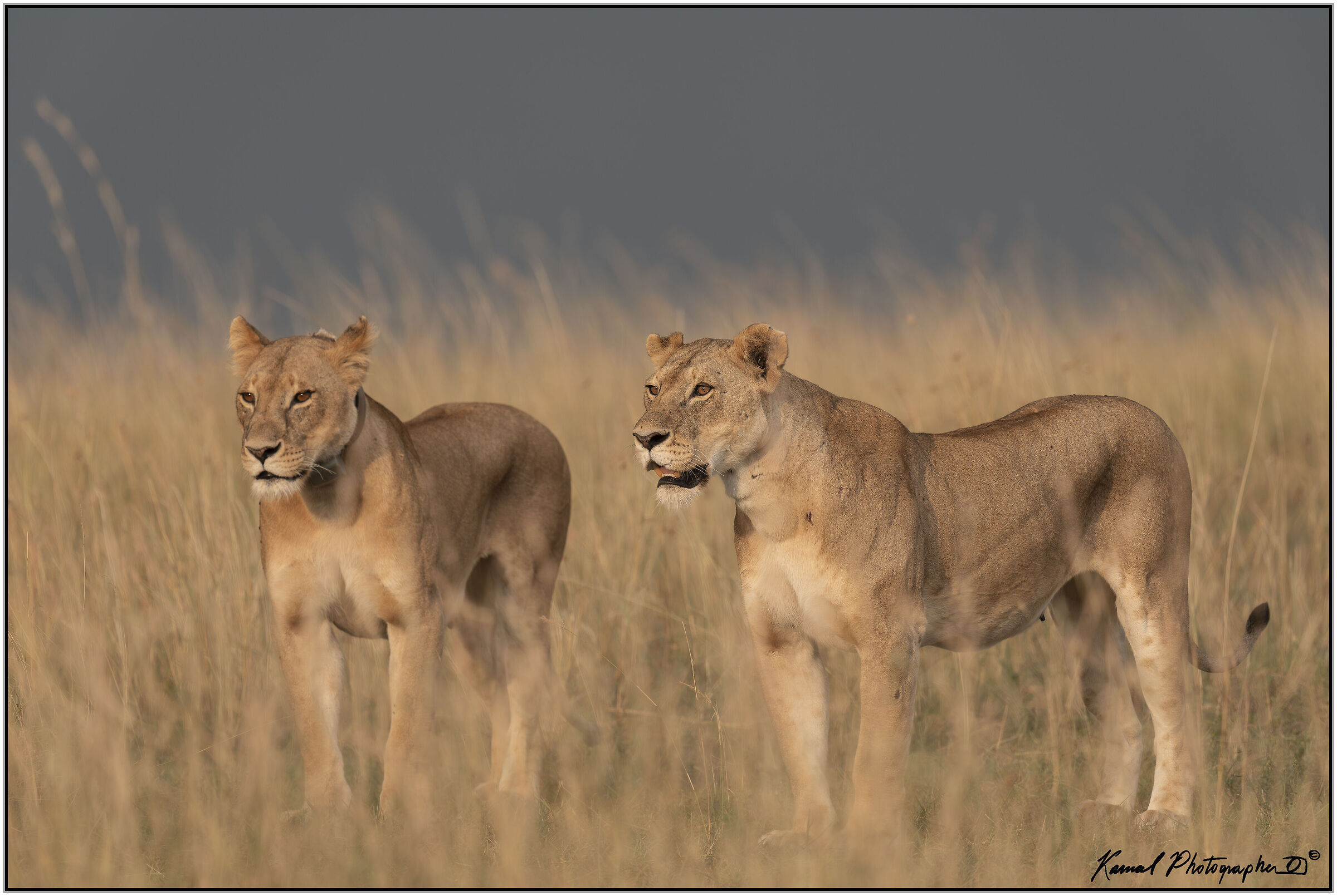 Panthera leo
