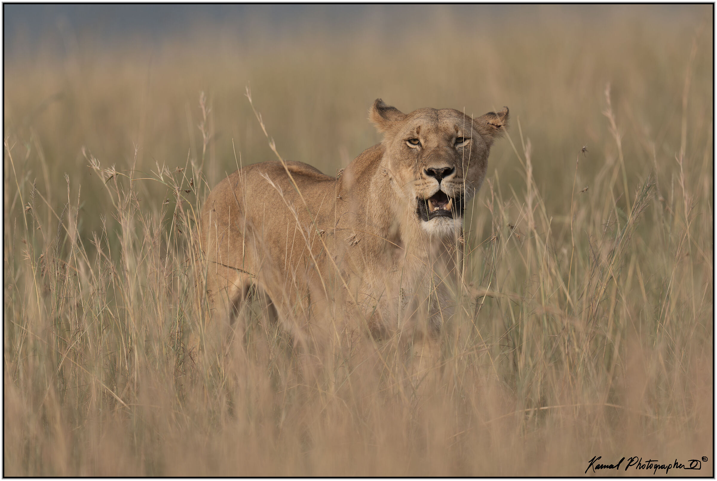 Panthera leo