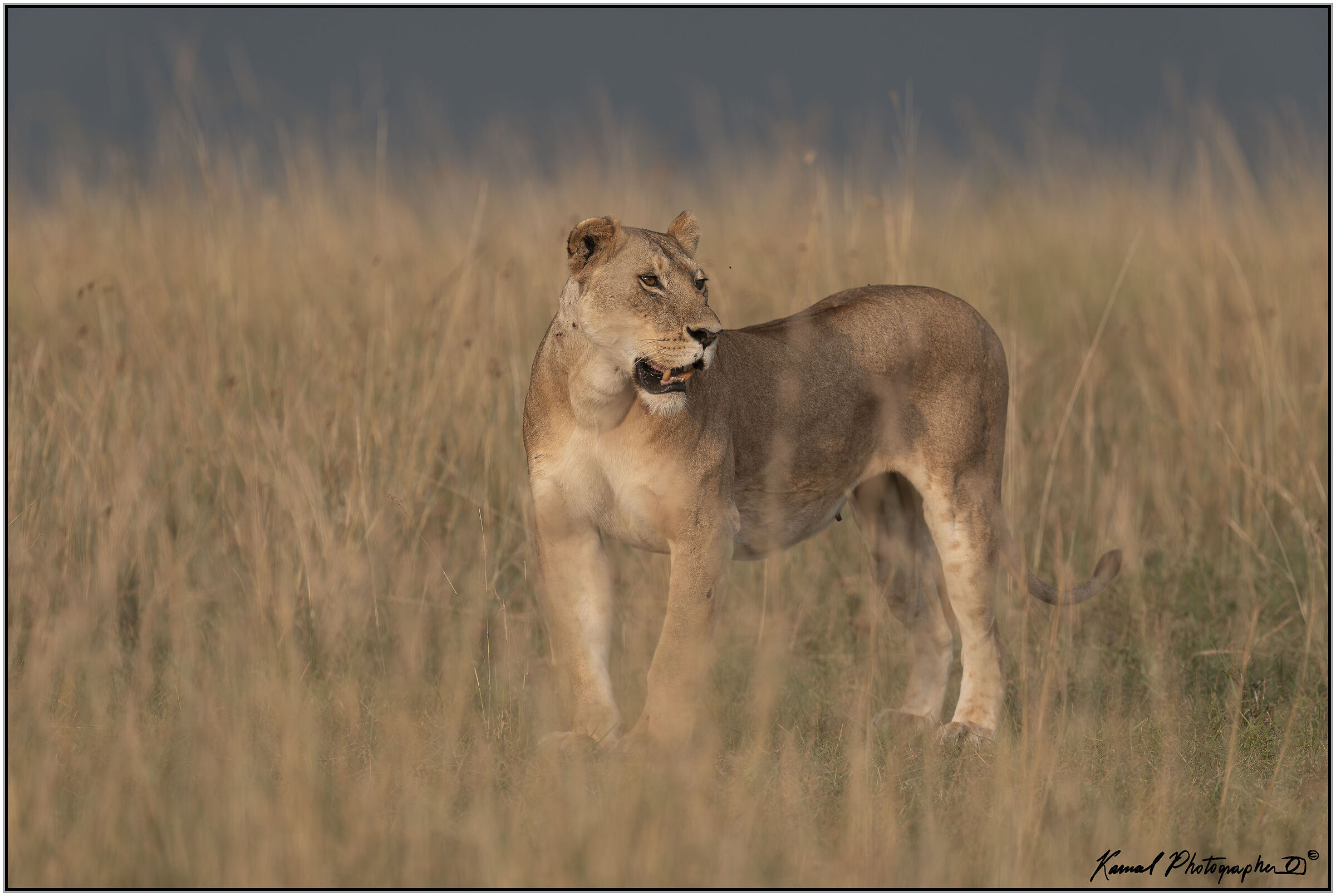 Panthera leo