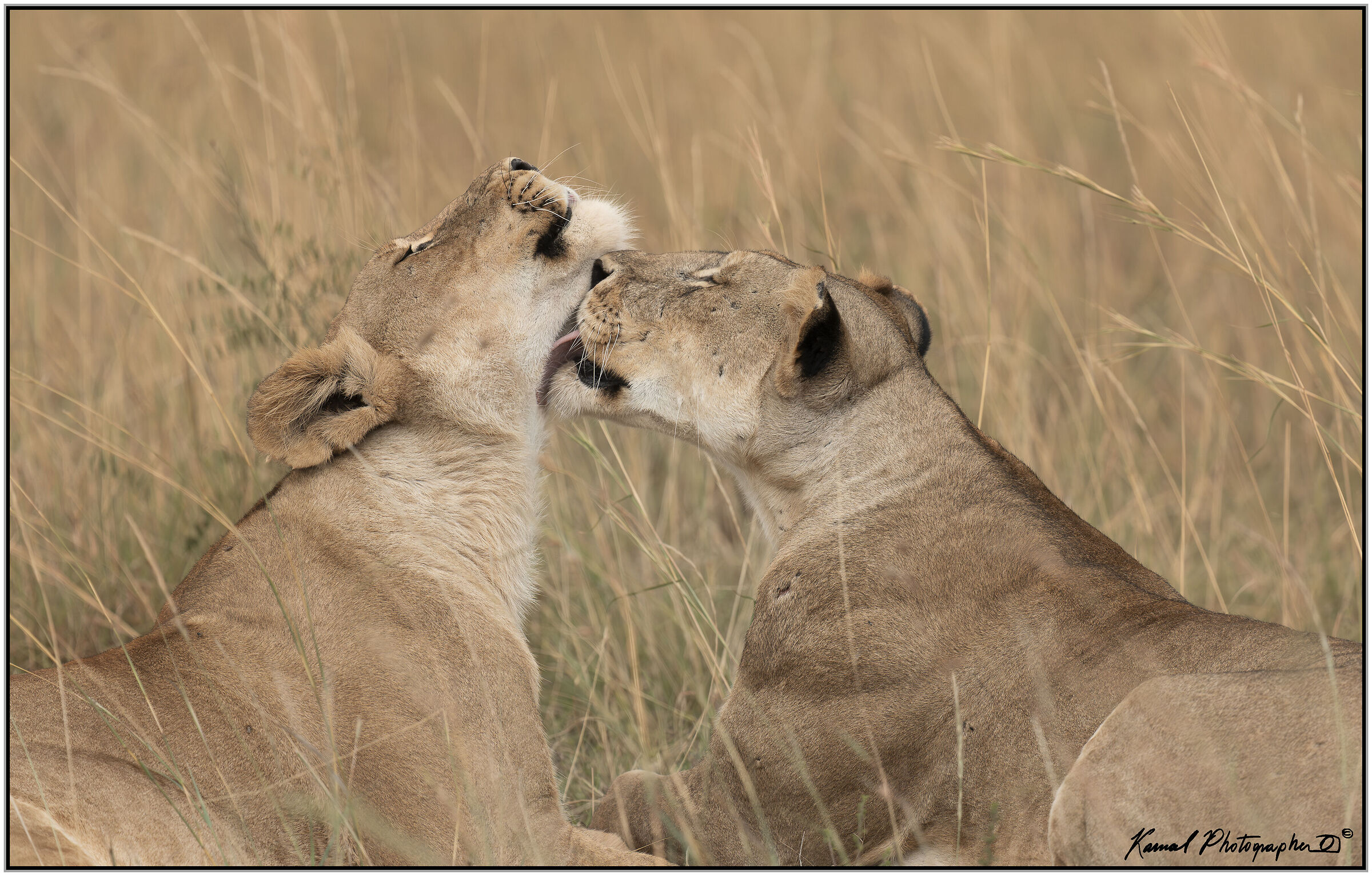 Panthera leo