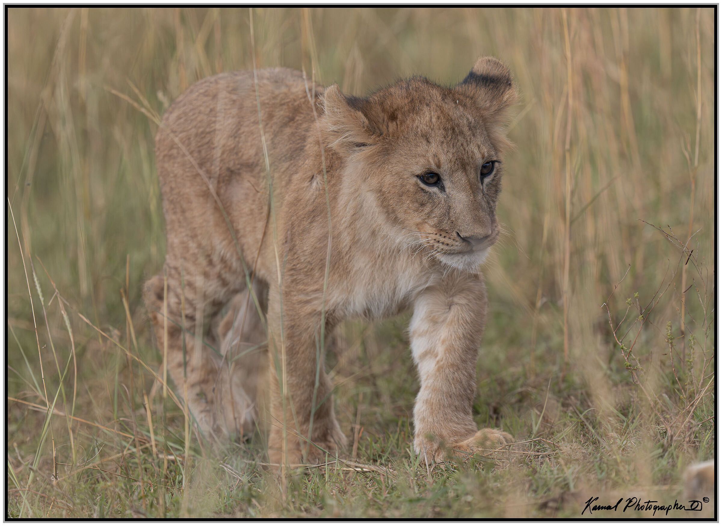 Panthera leo