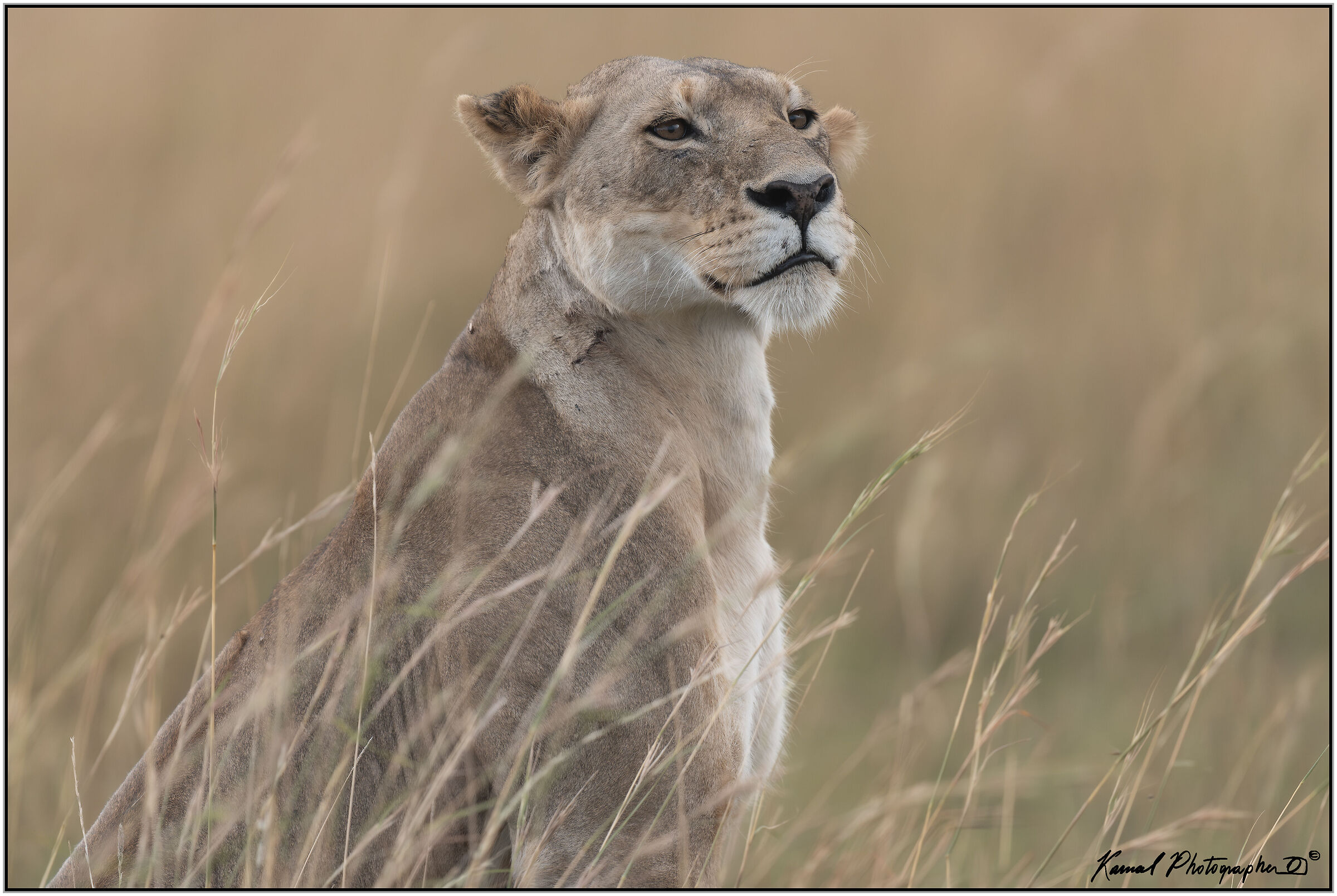 Panthera leo