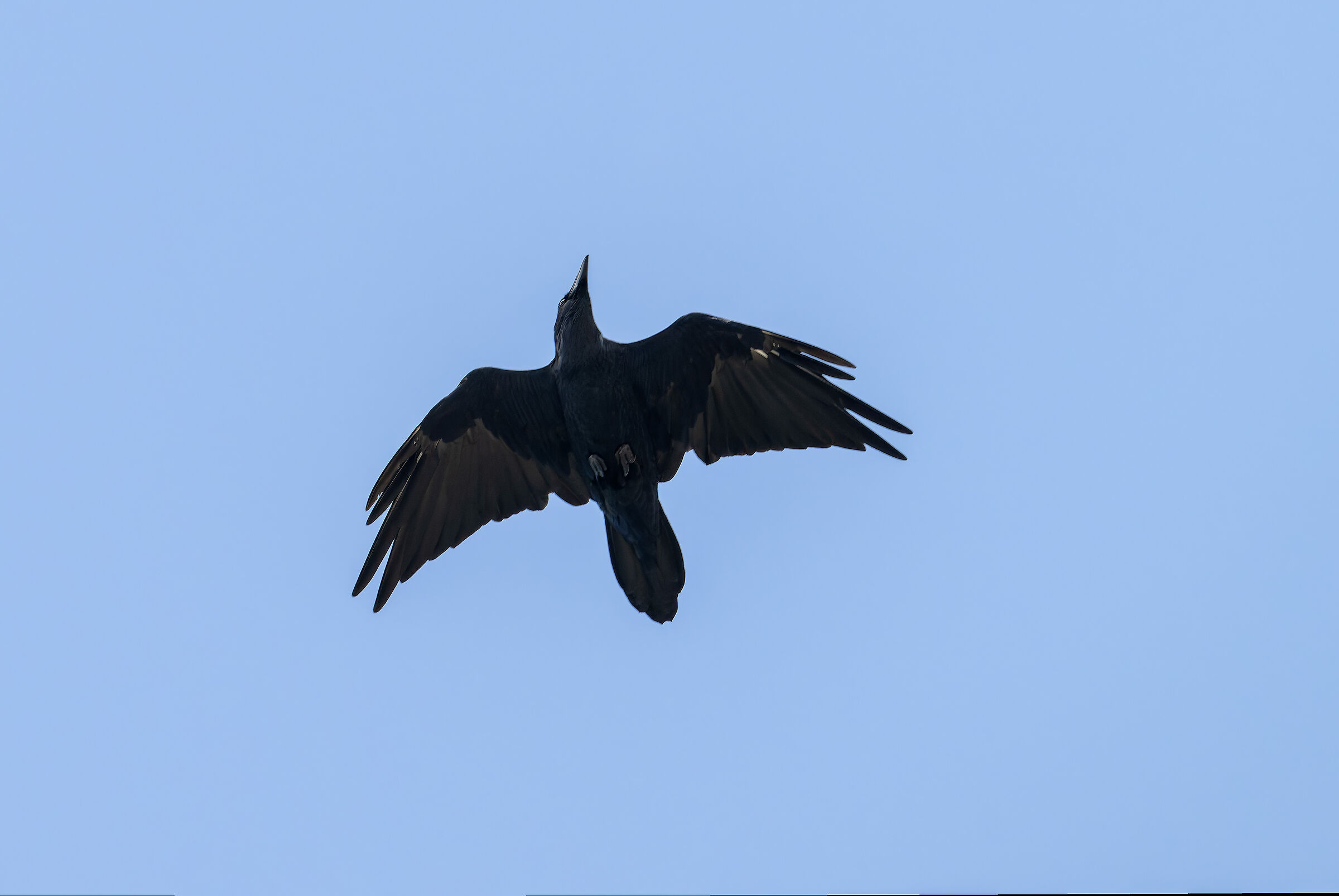 Corvus corax (Raven)